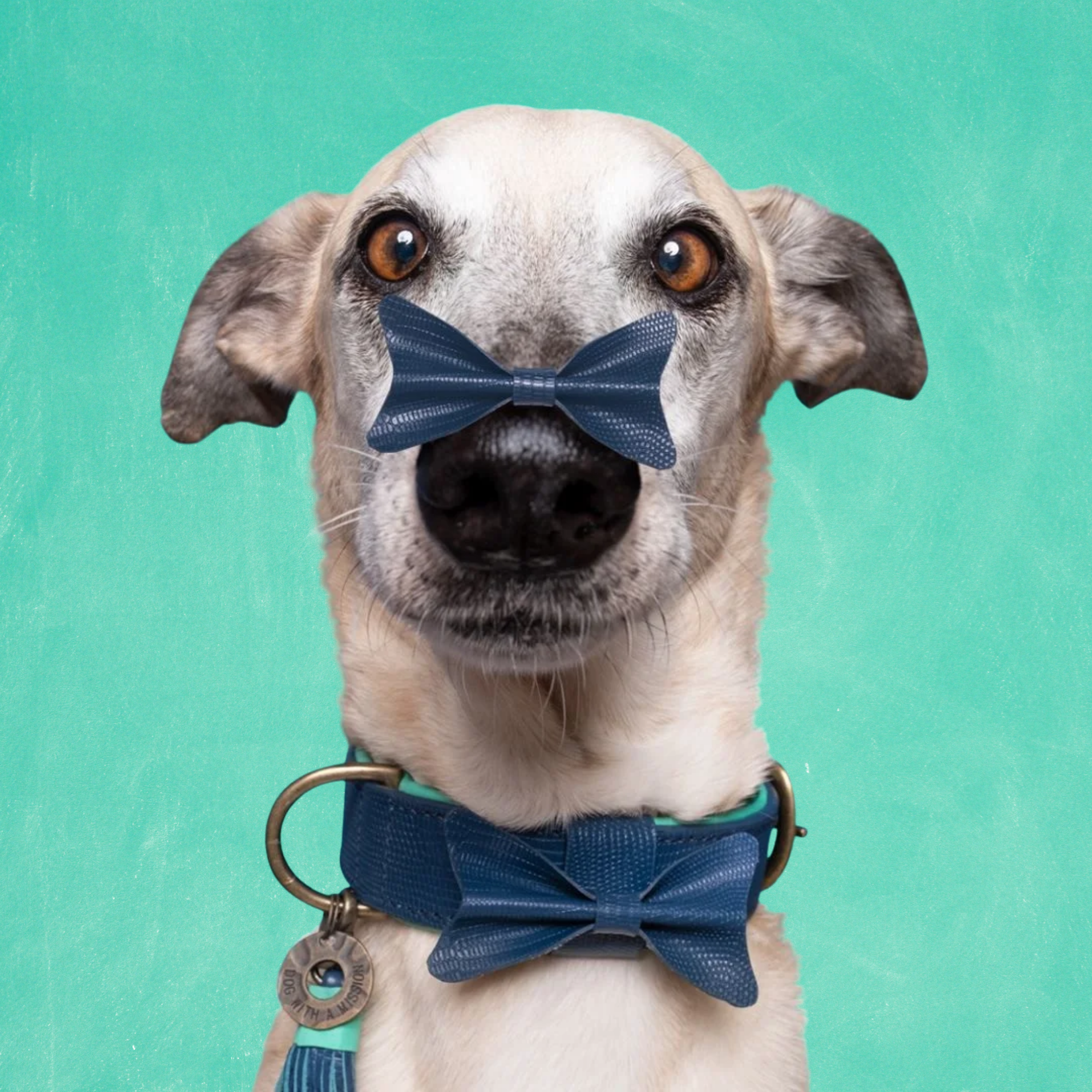 City Buster Hondenhalsband XXXS (Halsomvang 15-21 cm / 1,5 cm)