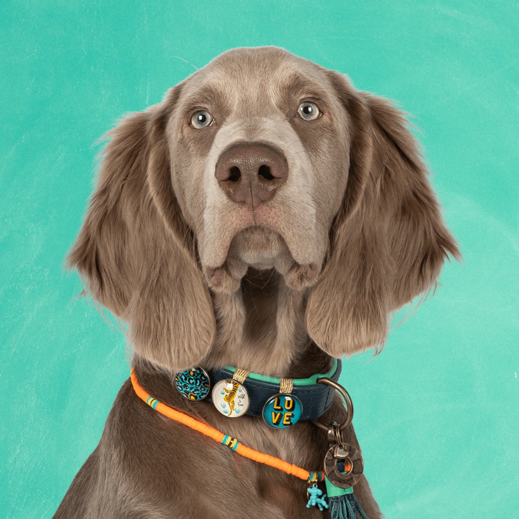 Detroit Tigers Hondenhalsband XXL ( Halsomvang 55-65 cm / 4 cm)