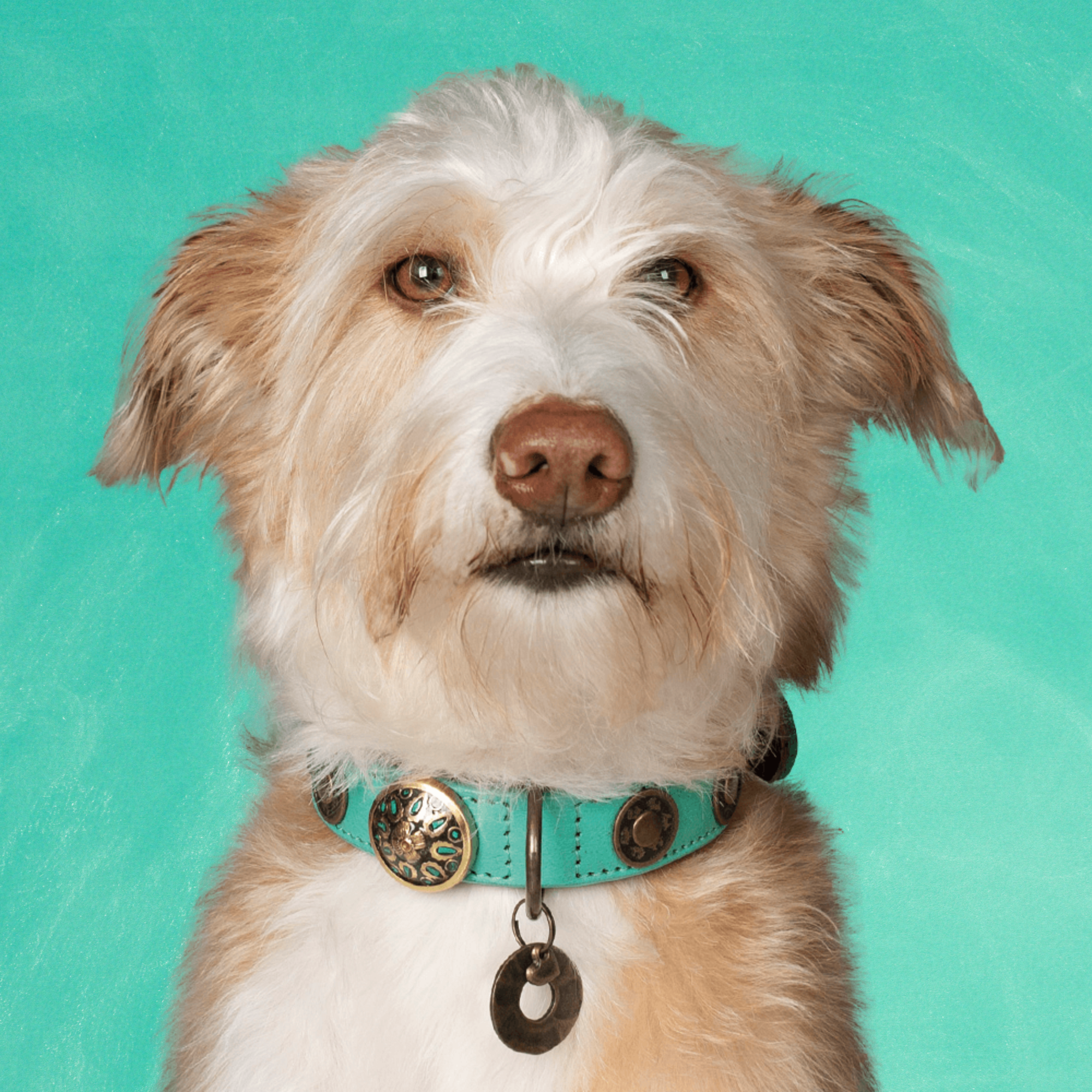 Urban Rebel Hondenhalsband M (Halsomvang 32-39 cm / 2,5 cm)