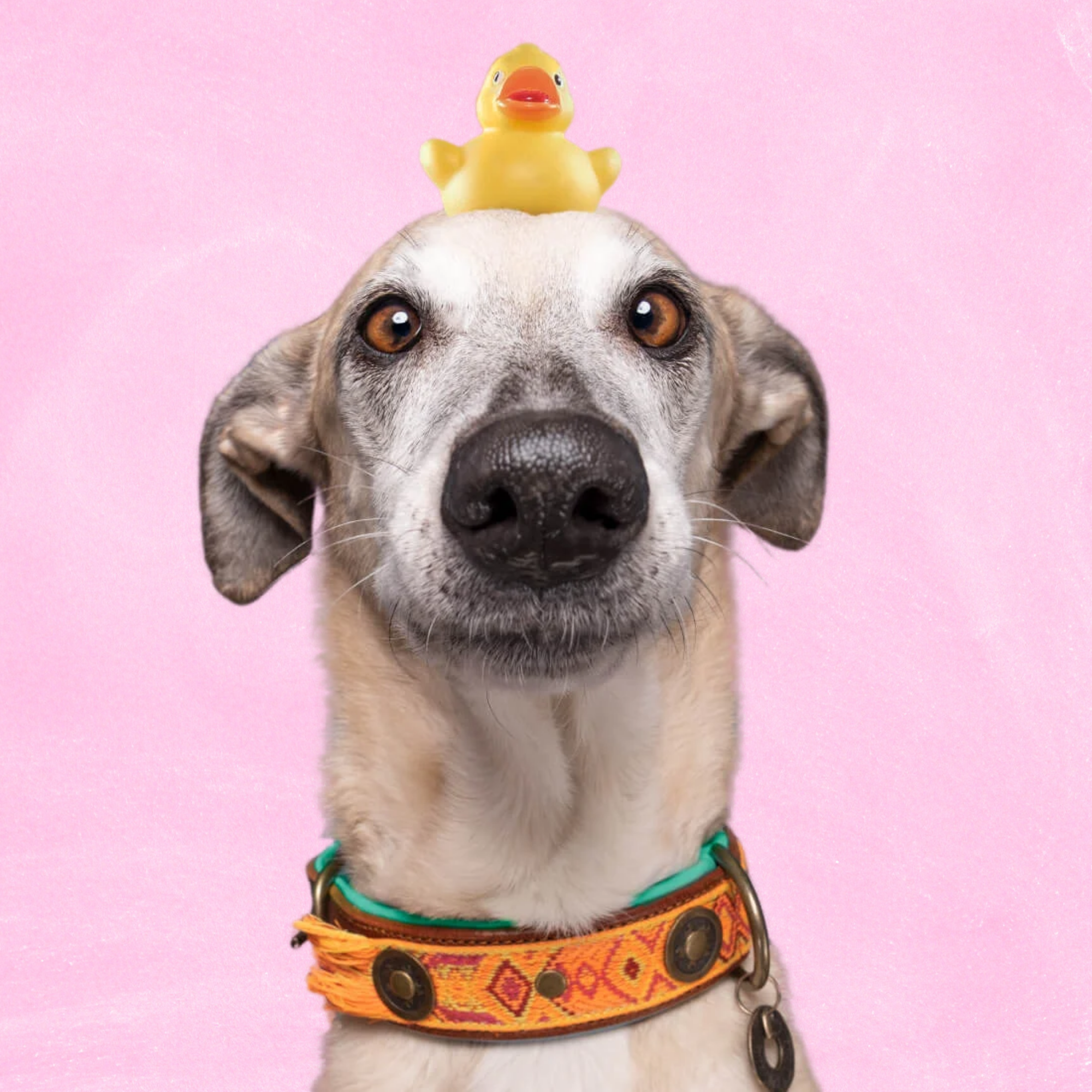 Boho Chica Hondenhalsband XL (Halsomvang  47-57 cm / 4 cm)