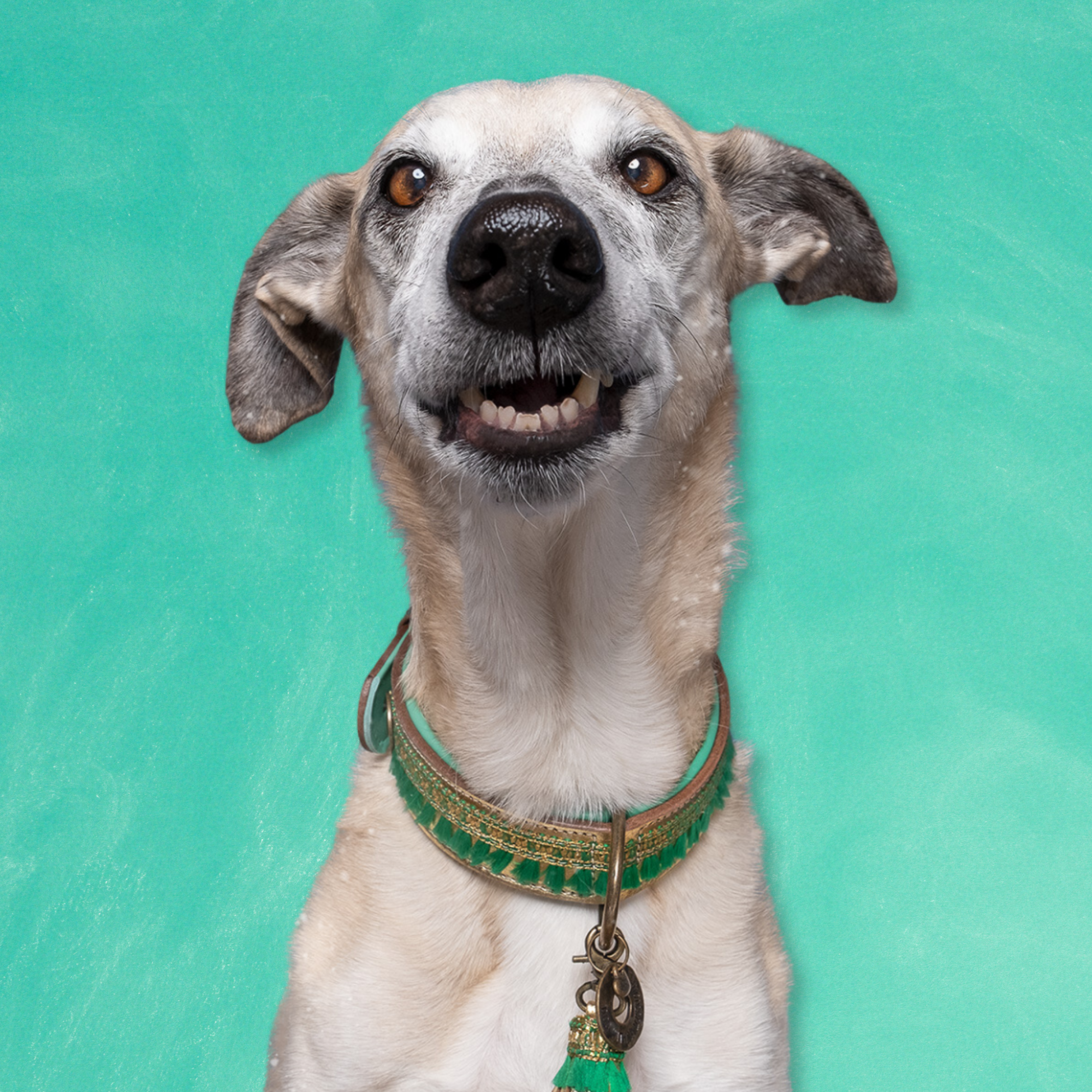 Party Animal Hondenhalsband XXS ( Halsomvang 19-24 cm / 2 cm)