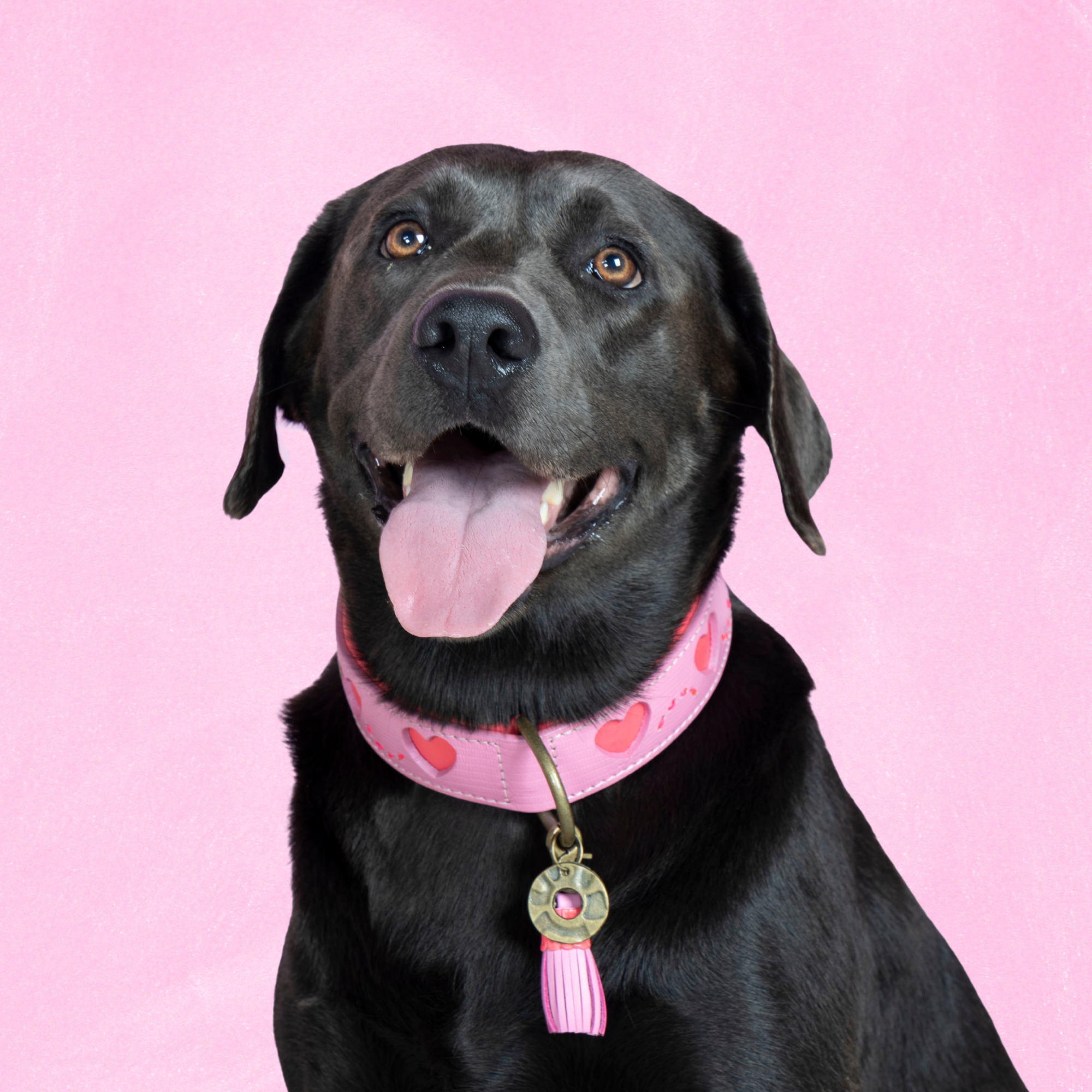 Sweety Hondenhalsband L (Halsomvang  38-47 cm / 4 cm)