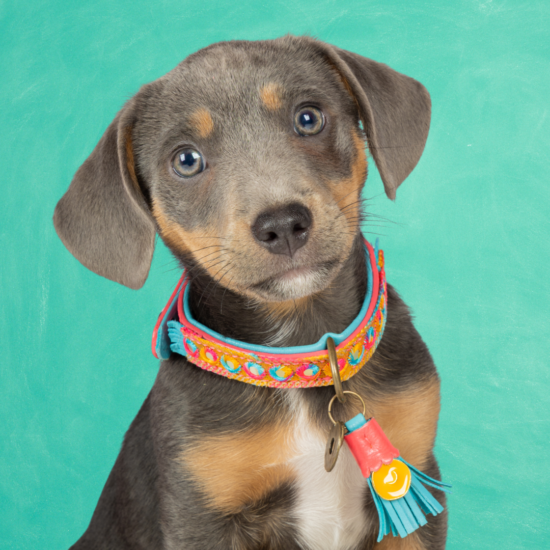 Indian Summer Hondenhalsband XS (Halsomvang 25-29 cm / 2 cm)