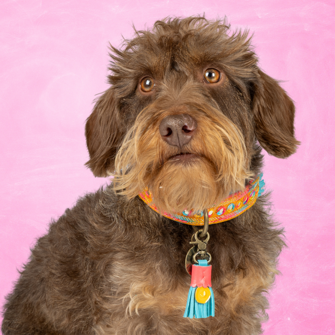 Indian Summer Dog Collar S (Neck Size 30-33 cm / 2,5 cm)