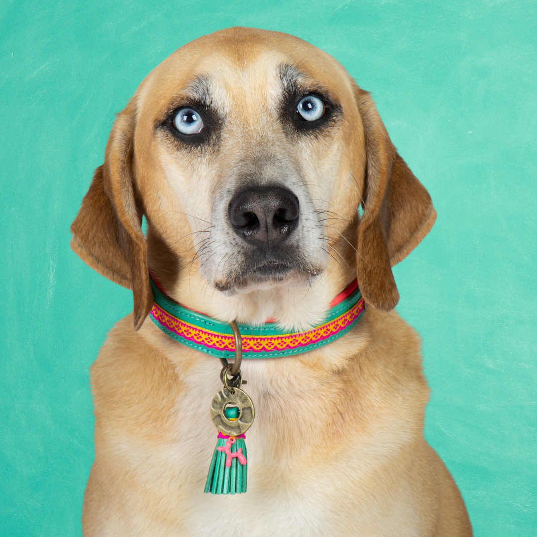 Indian Summer Hundehalsband S (Halsumfang 30-33 cm / 2,5 cm)