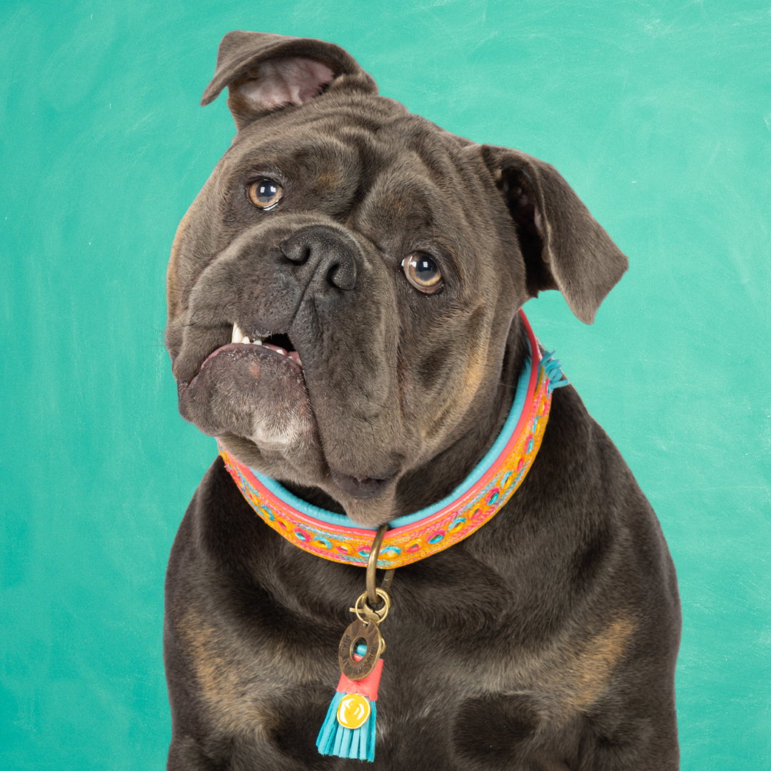 Indian Summer Hondenhalsband  L (Halsomvang 40-47 cm / 2,5 cm)