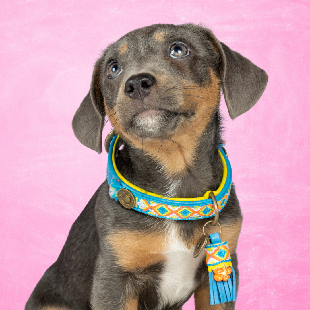 Aloha Hondenhalsband XS (Halsomvang 25-29 cm / 2 cm)