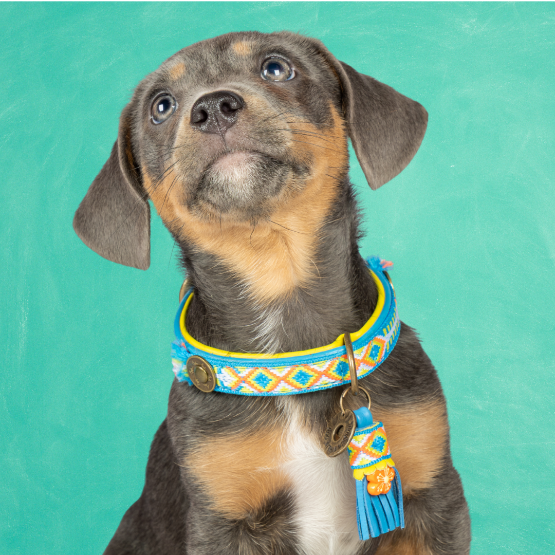 Aloha Dog Collar XS (Neck Size 25-29 cm / 2 cm)
