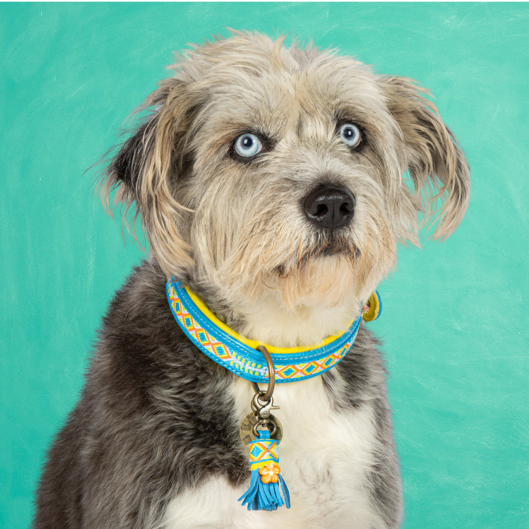 Aloha Hondenhalsband M (Halsomvang 34-39 cm / 2,5 cm)