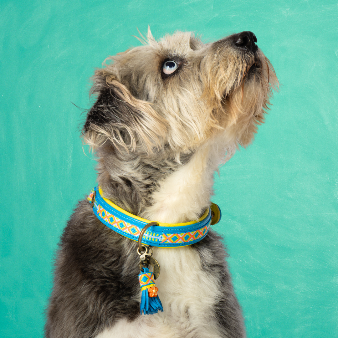 Aloha Dog Collar L (Neck size 40-47 cm / 2,5 cm)