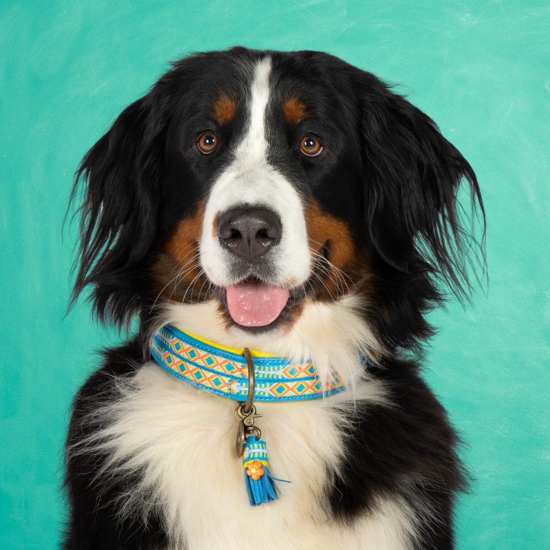 Aloha Dog Collar XXL (Neck size 58-65 cm / 4 cm)