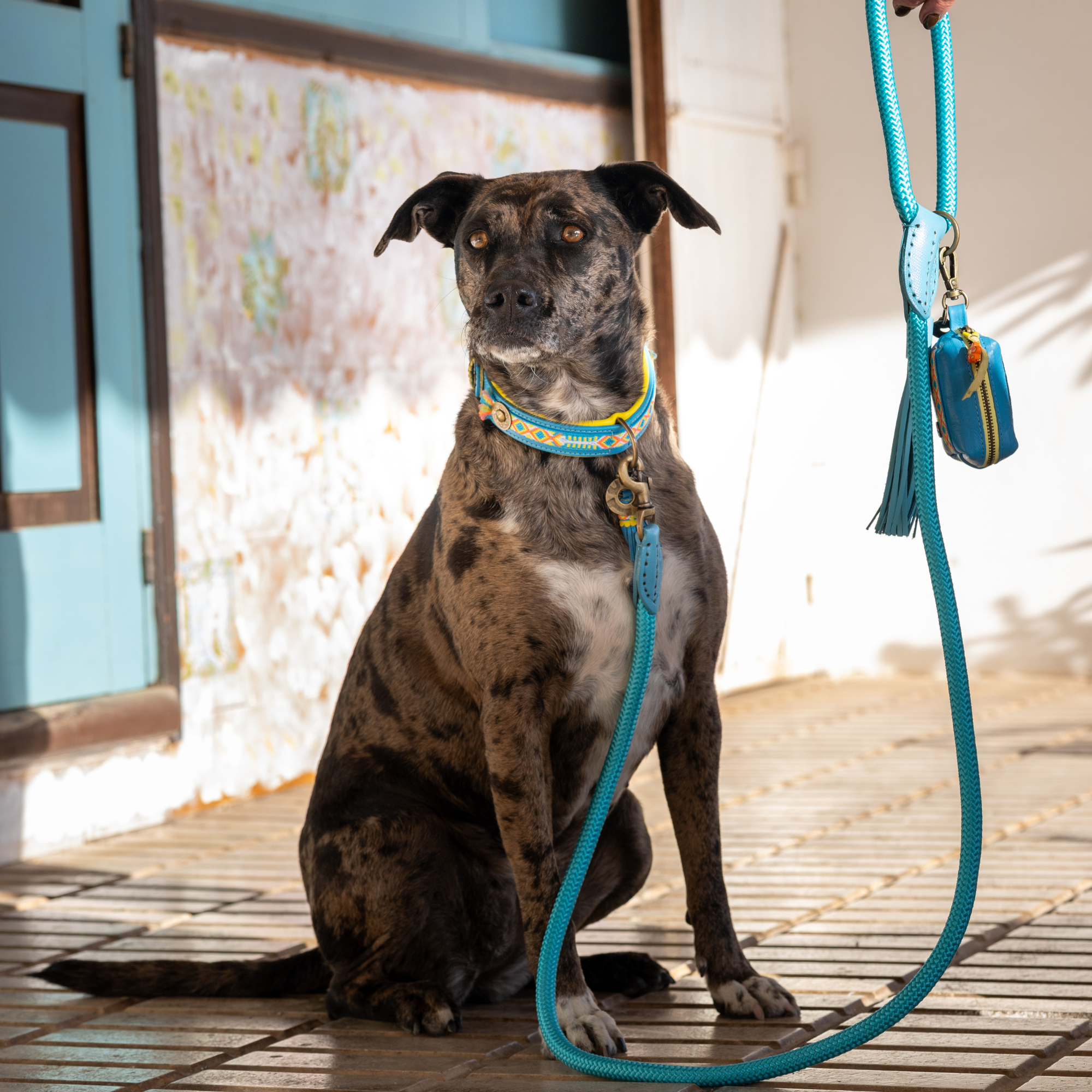 Aloha Hondenhalsband M (Halsomvang 34-39 cm / 2,5 cm)