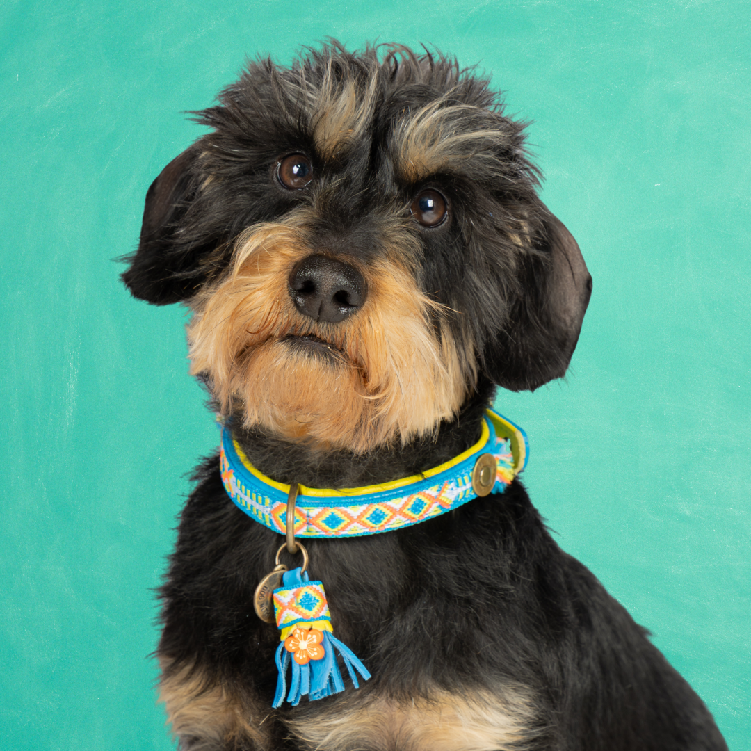 Aloha Hondenhalsband S (Halsomvang 30-33 cm / 2 cm)