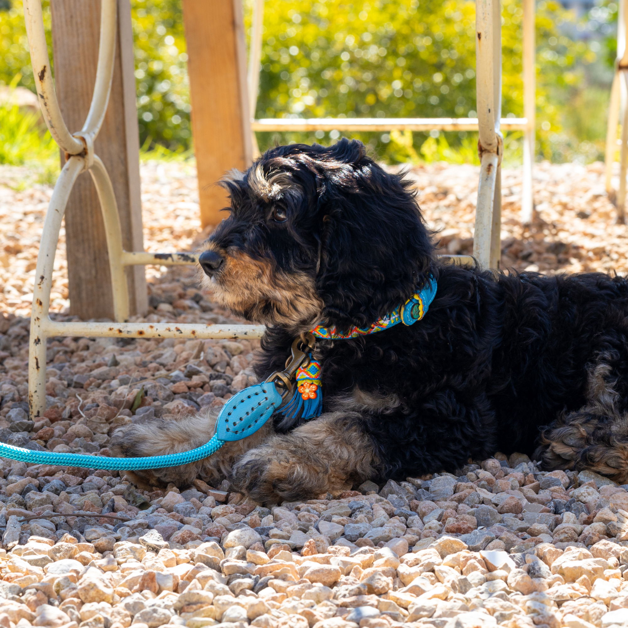 Aloha Dog Collar XS (Neck Size 25-29 cm / 2 cm)
