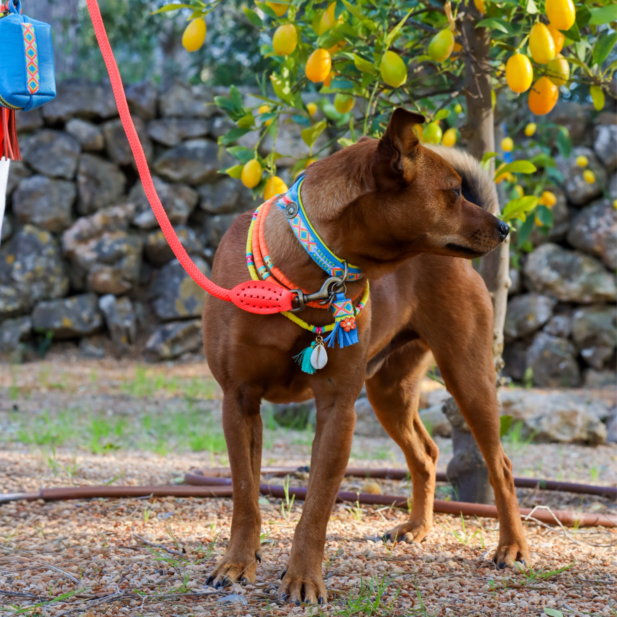 Aloha Dog Collar XS (Neck Size 25-29 cm / 2 cm)
