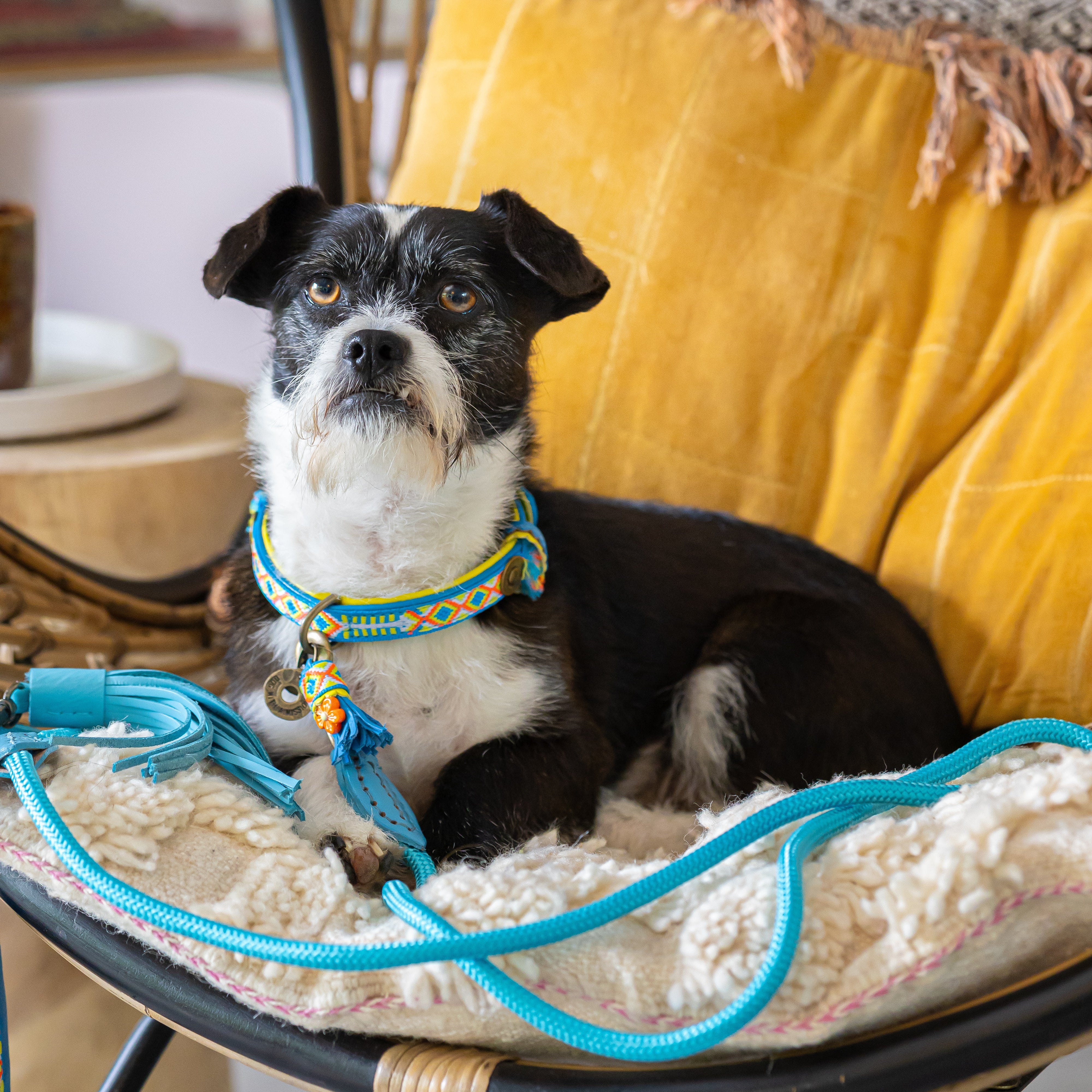 Aloha Hundehalsband S (Halsumfang 30-33 cm / 2 cm)
