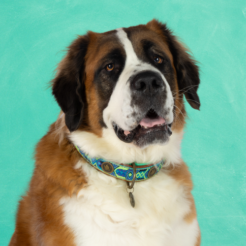 Boho Juan Dog Collar – Dog with a Mission