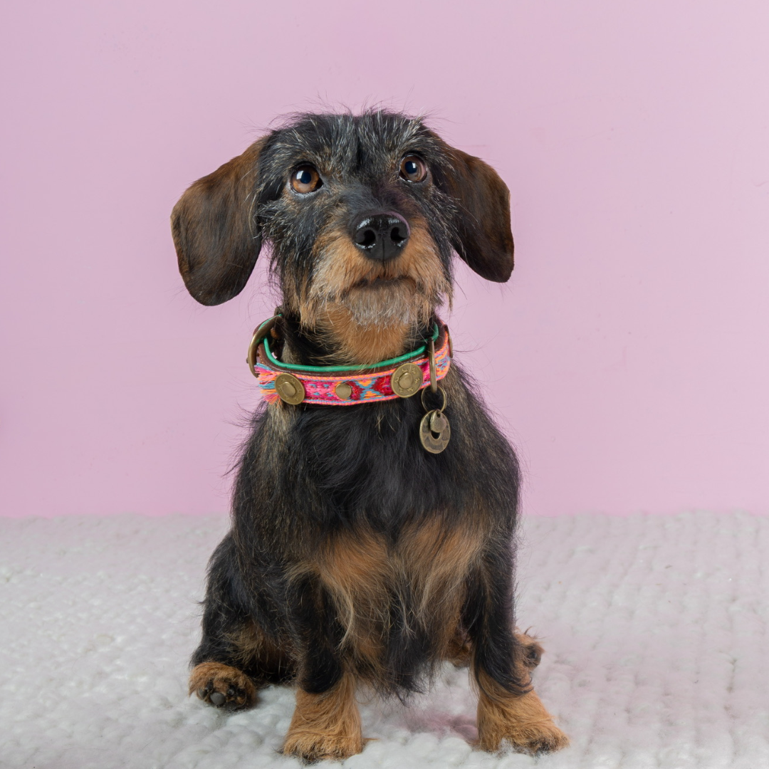 Boho Rosa XXS hondenhalsband - premium kwaliteit Dog with a Mission
