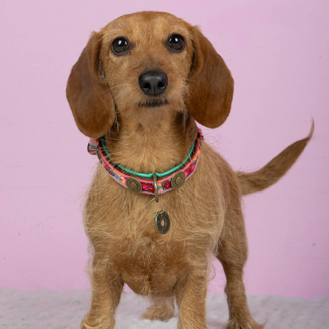 Boho Rosa hondenhalsband XS op extra kleine hond - Dog with a Mission DWAM Boho collectie

