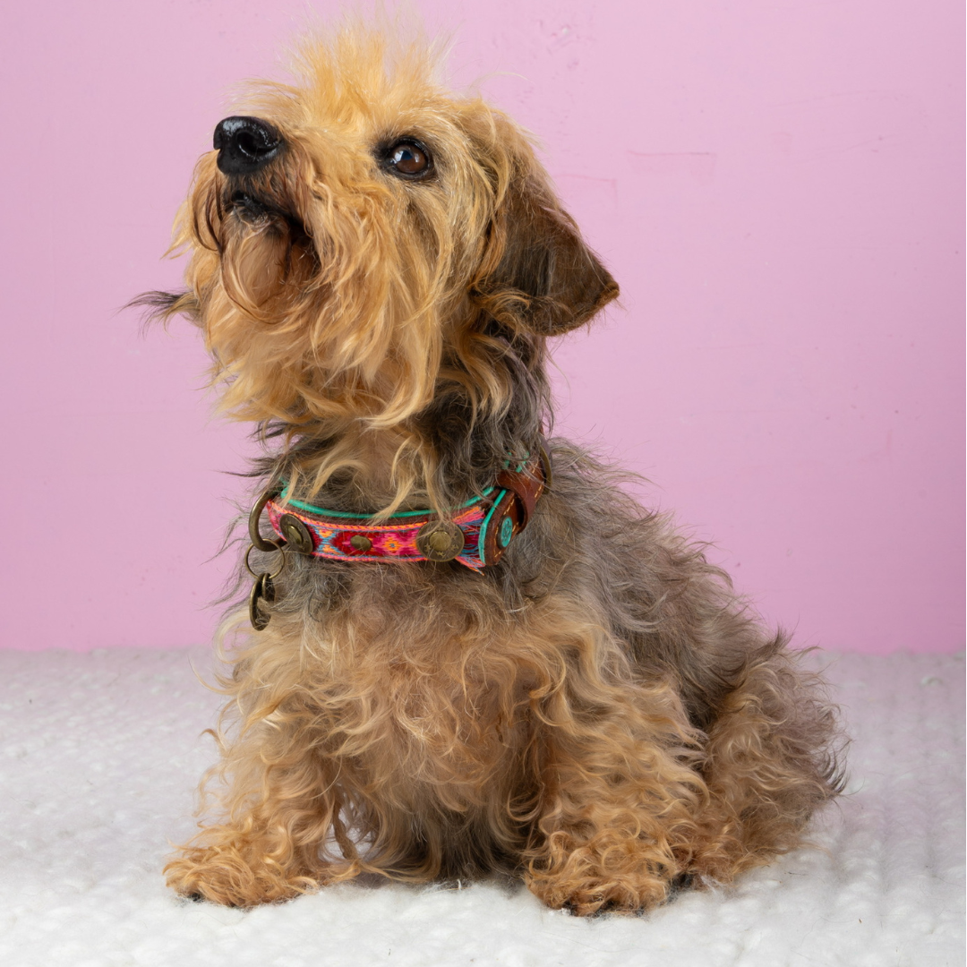 Boho Rosa hondenhalsband XXS op Chihuahua - Dog with a Mission DWAM Boho collectie

