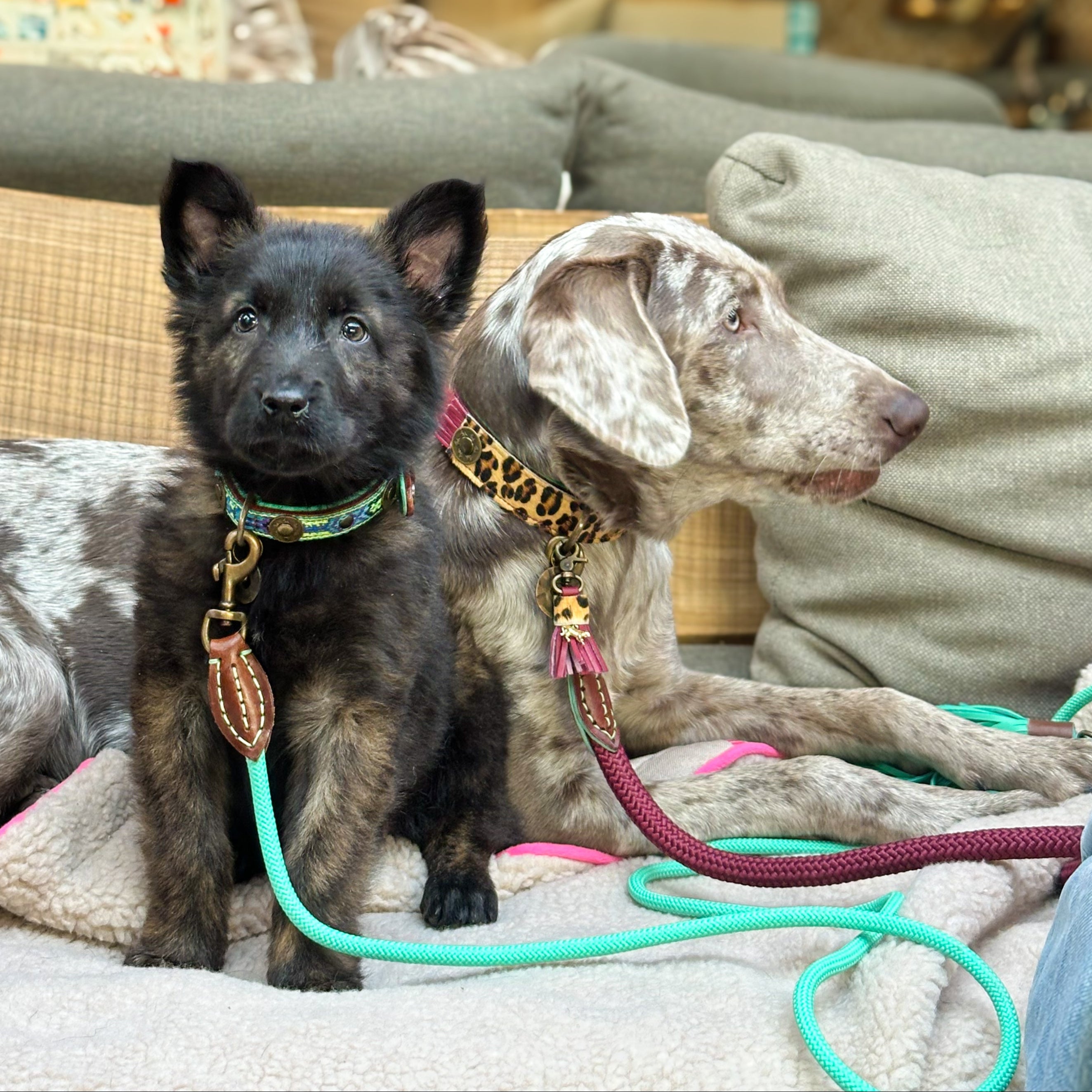 Classic Jade Hondenriem S (155 X 1 cm)