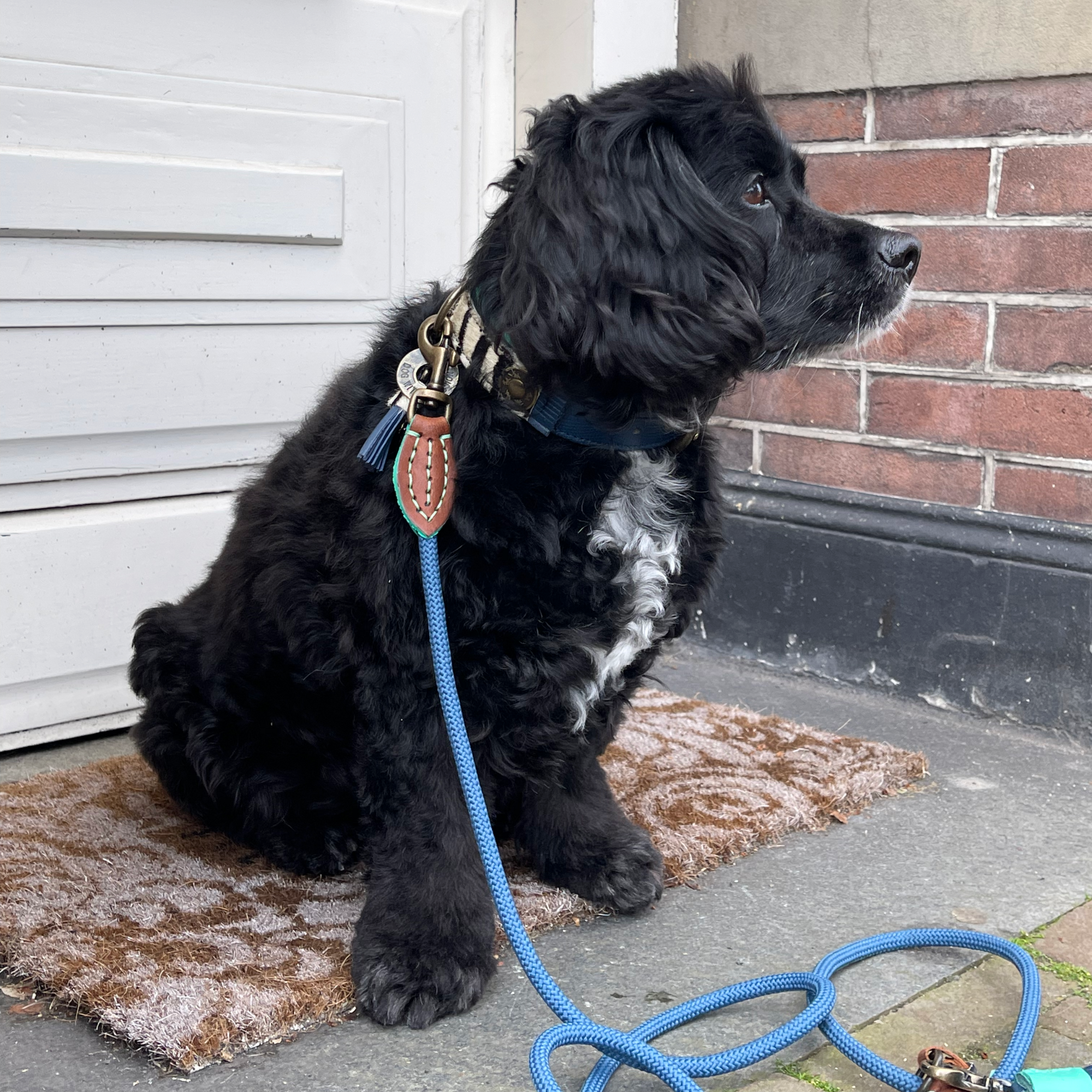 Classic Buster Hondenriem L (155 cm X 1,4 cm)