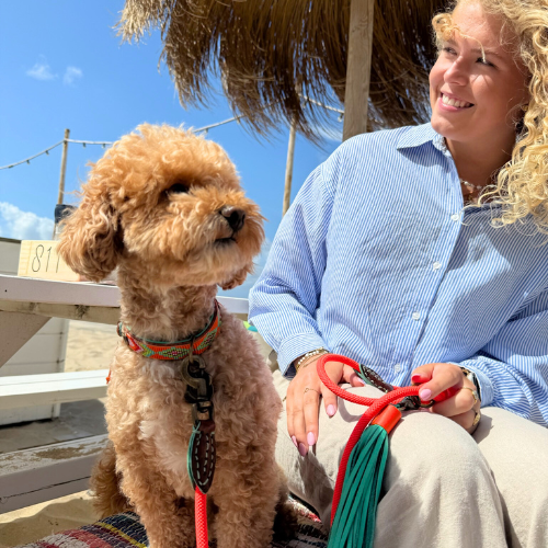 Kleine bruine hond op een zonnig terras met de oranje Carrot Cake hondenriem in maat S, voorzien van een opvallende turquoise tassel en luxe messing details.
