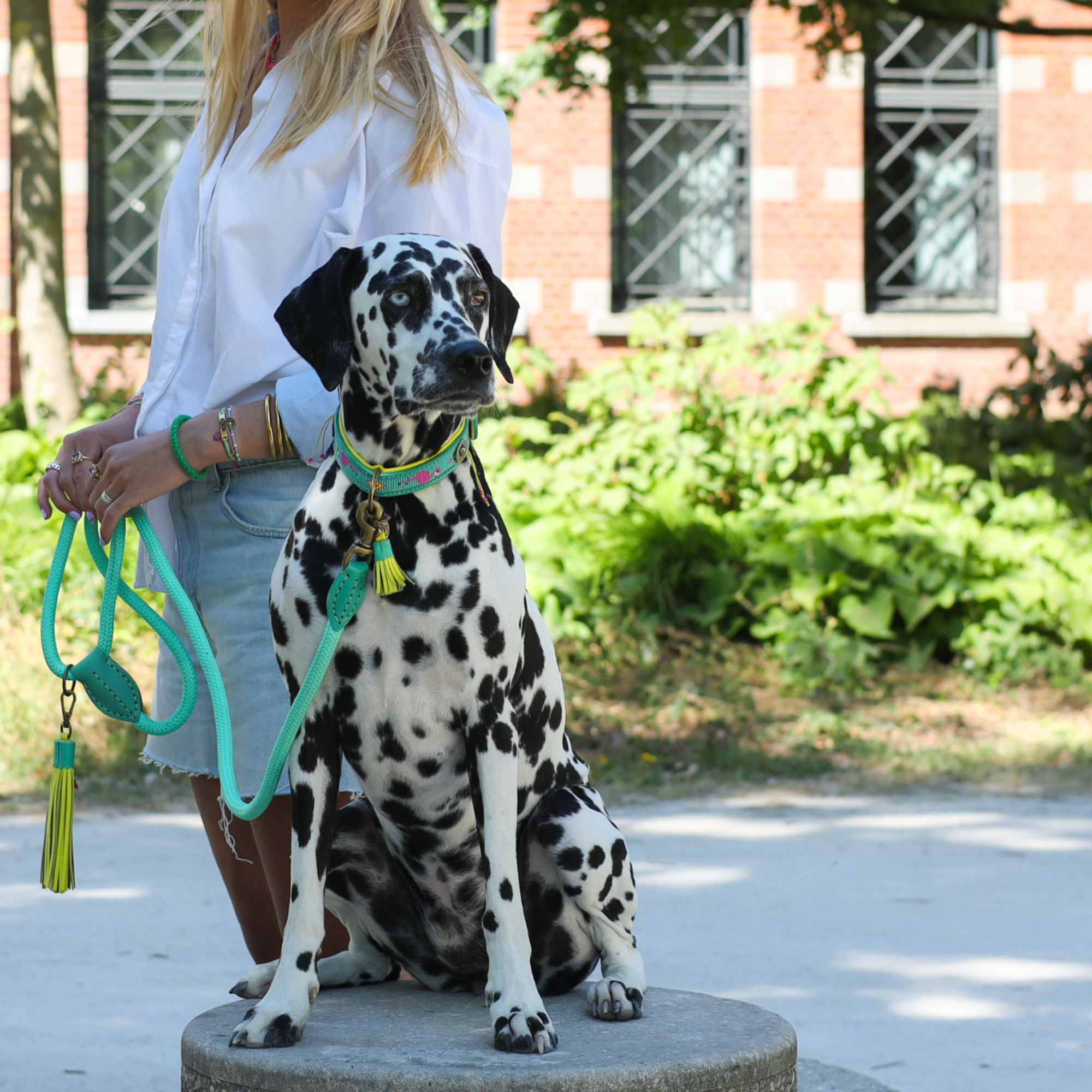 Chogogo Hundehalsband L (Halsumfang 38-47 cm / 2,5 cm)