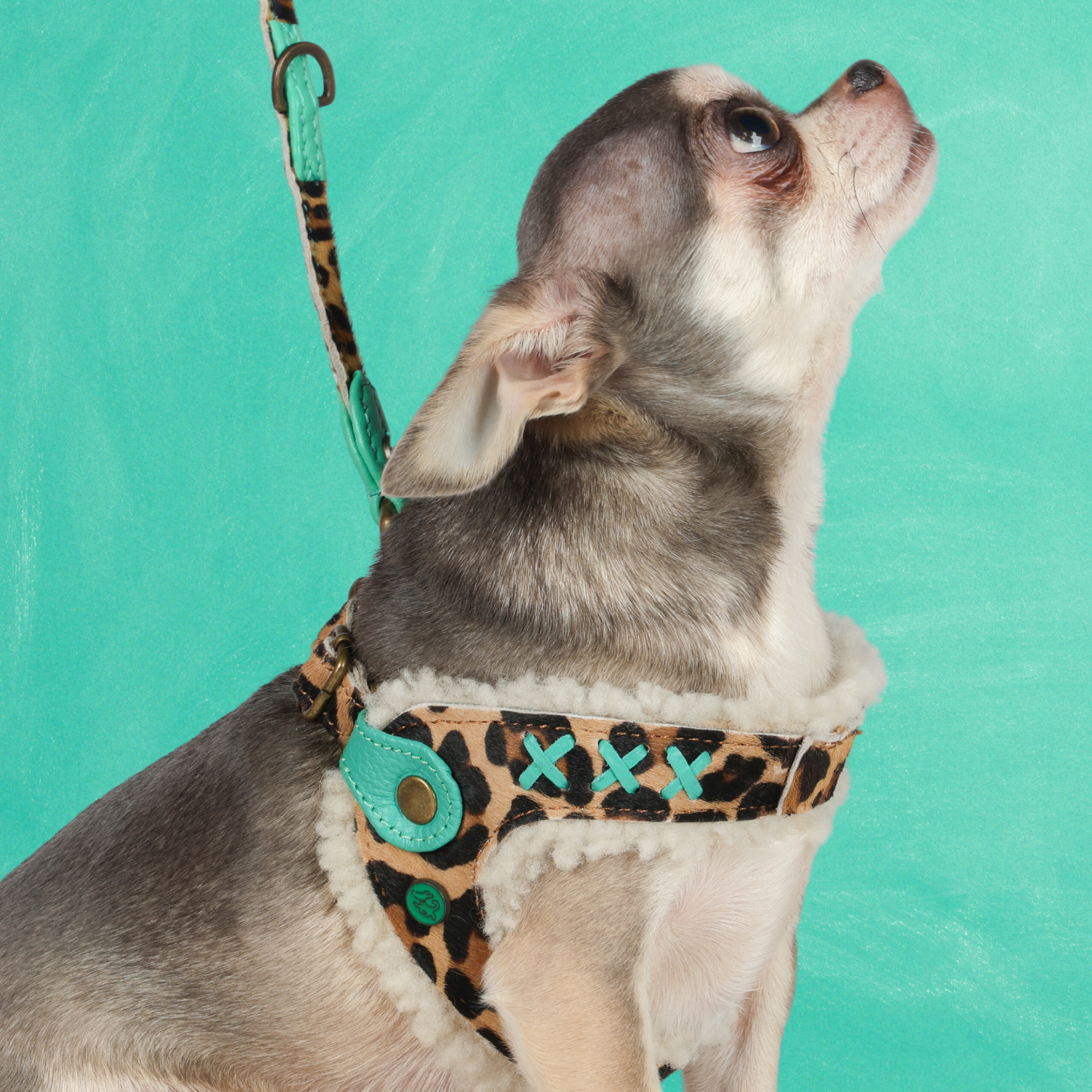 Amsterdam Panther Hundegeschirr Größe 2 (27-32 cm)