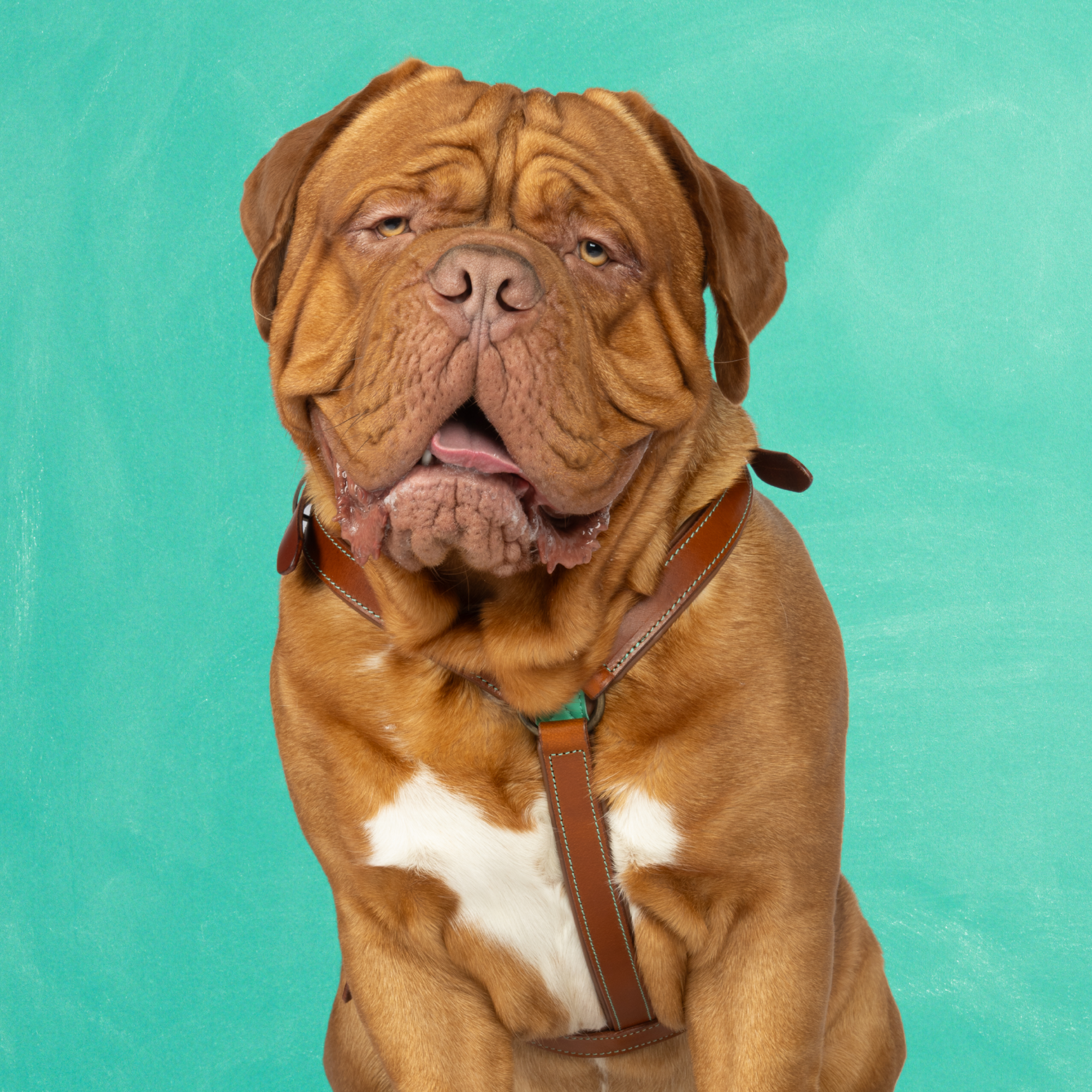 Boho Juan Tuigje XL (73,5-92 cm)