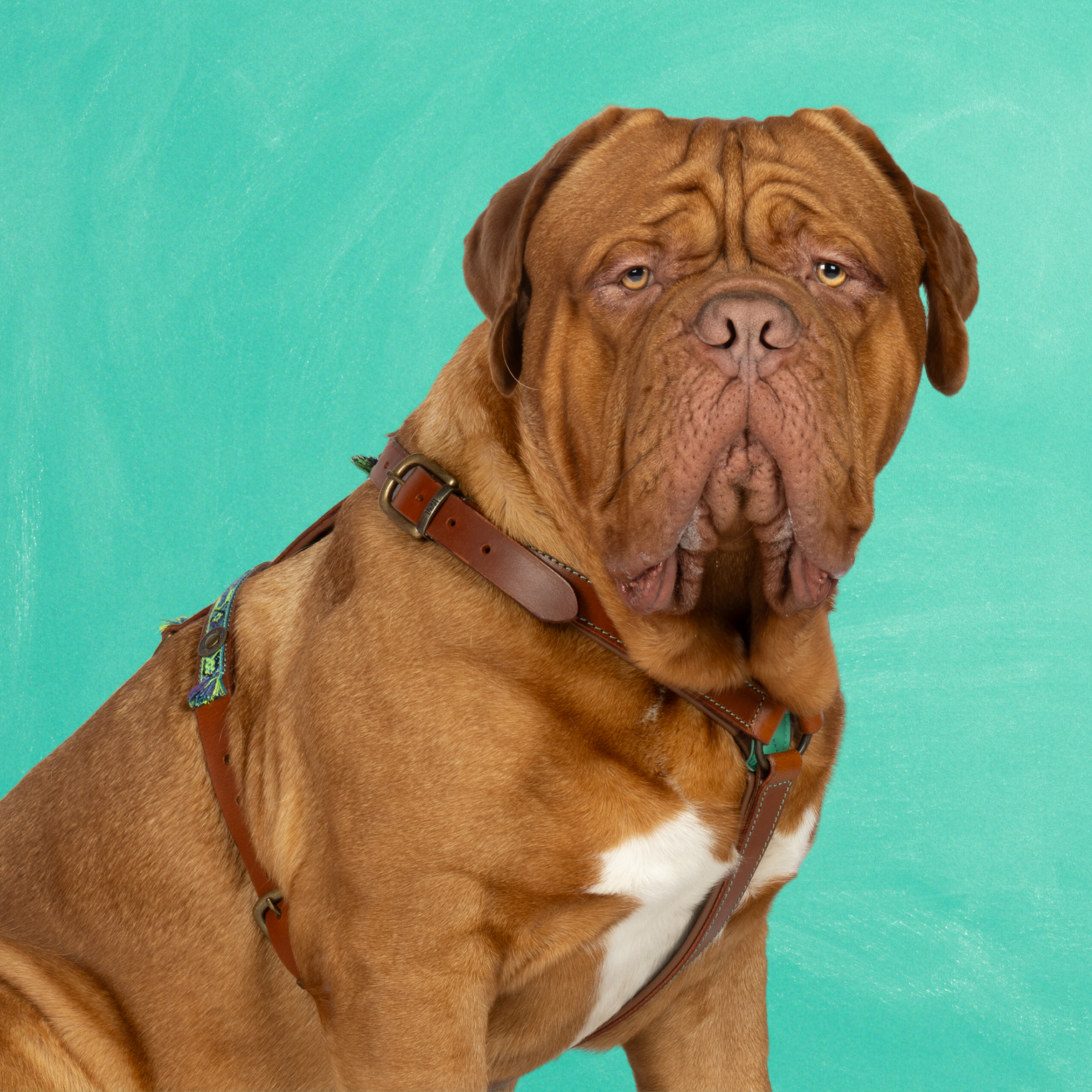 Boho Juan Dog Harness XL (78-96 cm)