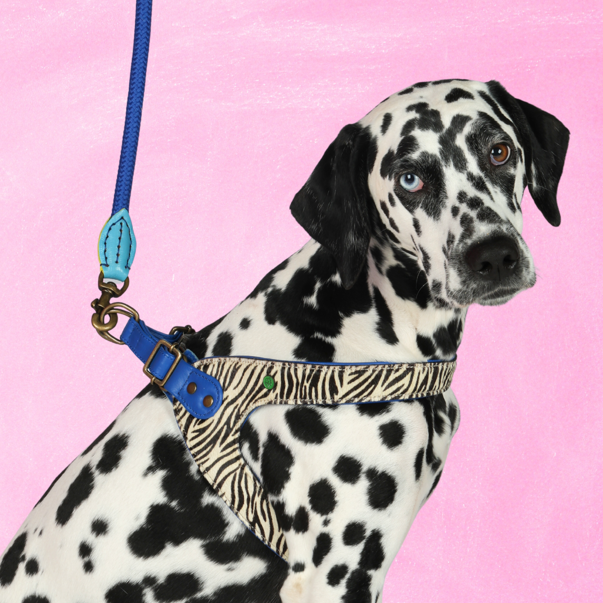 Dandy Hundegeschirr Größe 8 (61-66 cm)