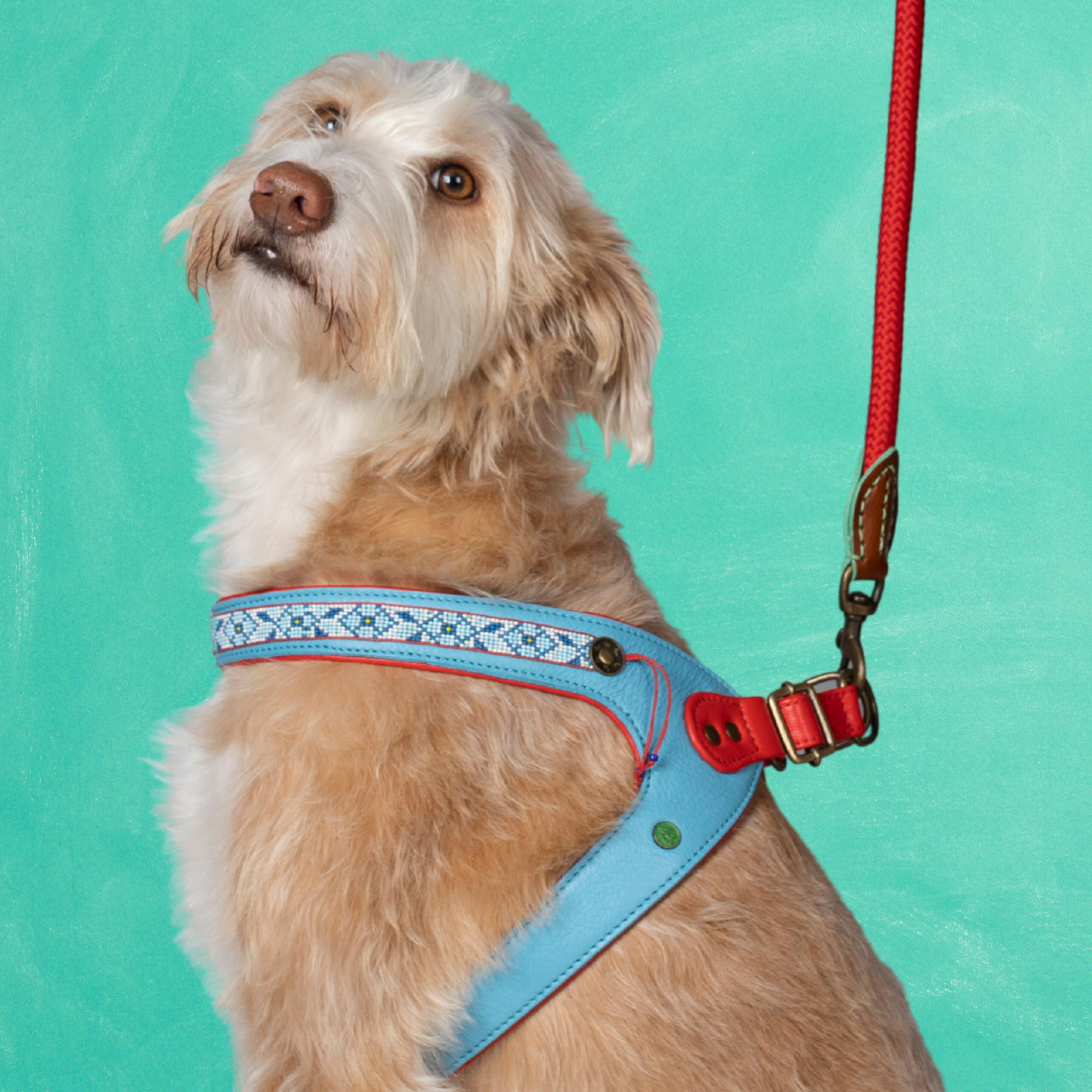 Dutchie Hundegeschirr Größe  6 (47-49 cm)