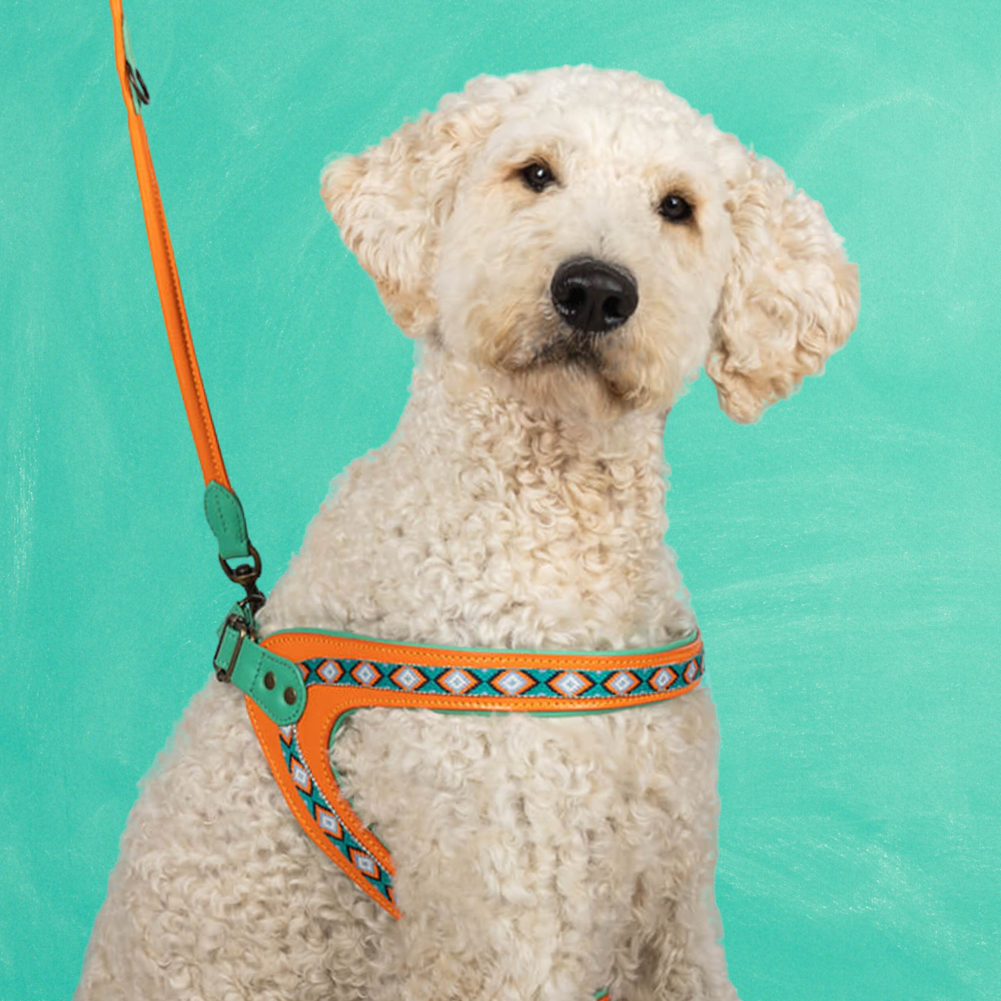 Morgan Hundegeschirr Größe 8 (61 - 66Cm)