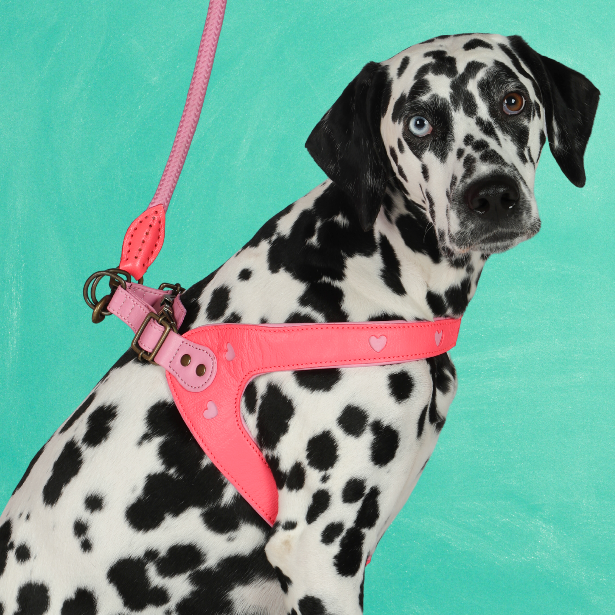 Sweety Hundegeschirr Größe  6 (47-49 cm)