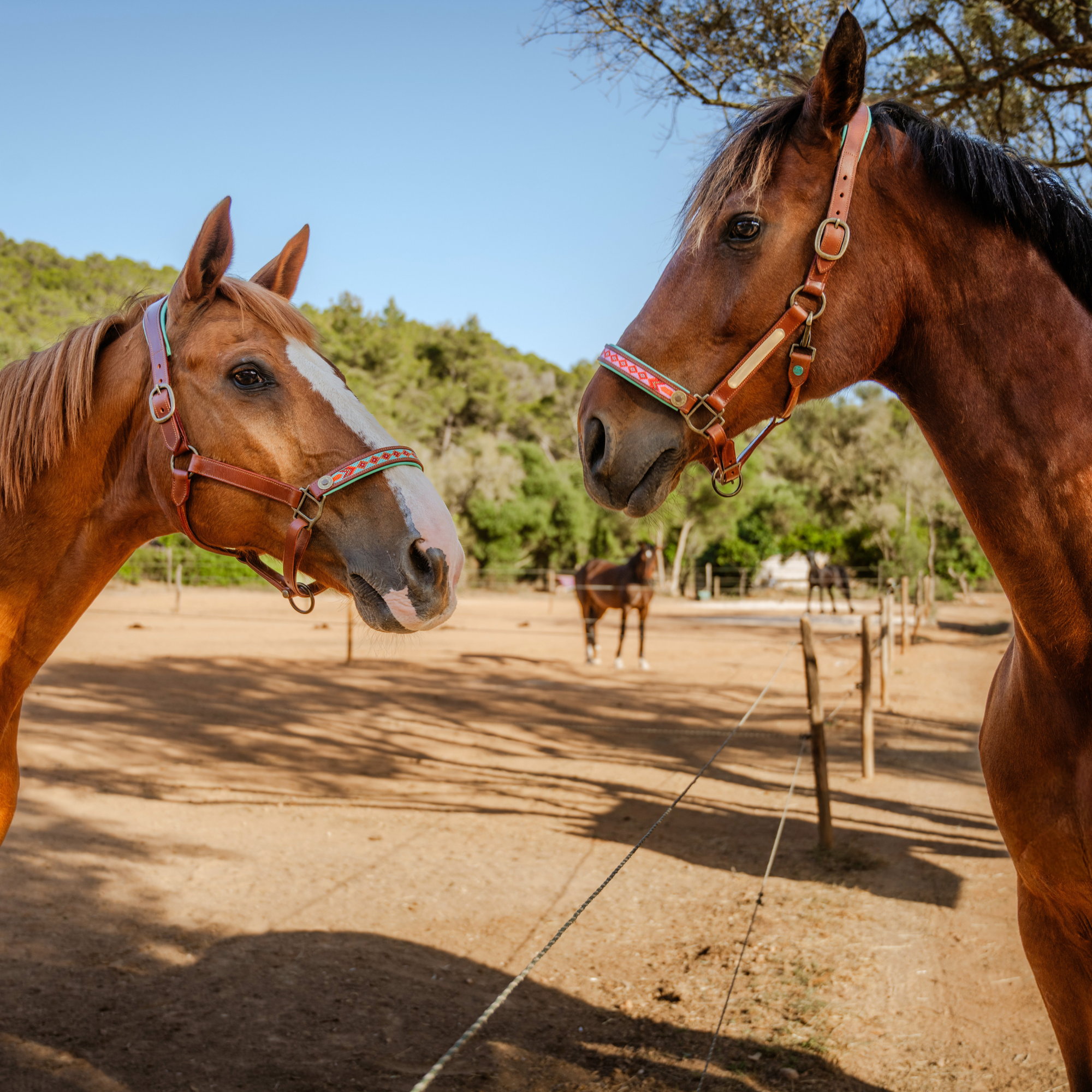 Two chestnut horses facing each other wearing Dog with a Mission Sweet Mae halters with pink and mint woven nosebands, sunny paddock with trees