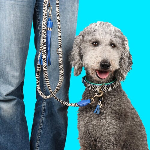 Extra Lange Dandy Hondenriem L (220 cm x 1,4 cm)