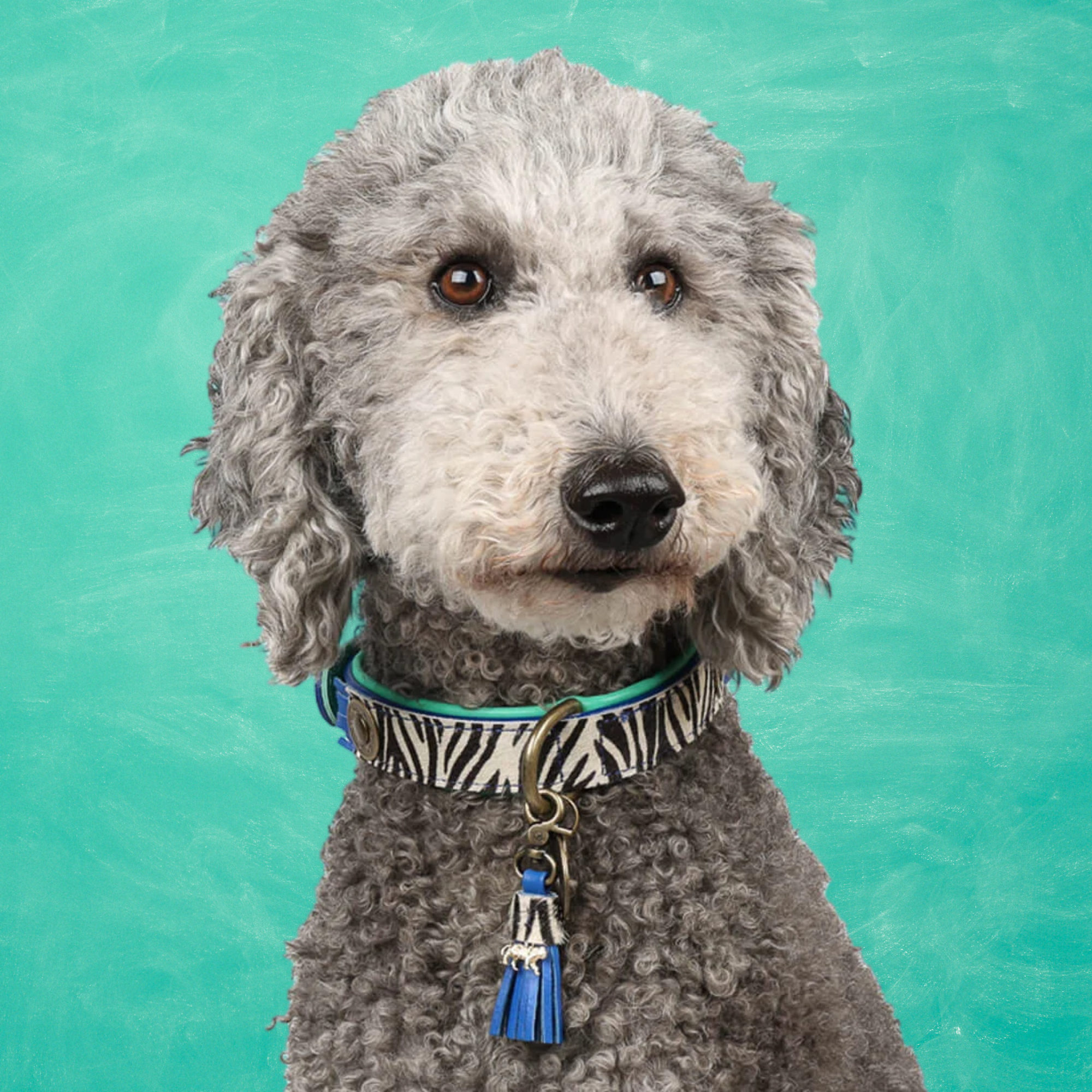 Dandy Hondenhalsband S (Halsomvang 27-33 cm / 2,5 cm)