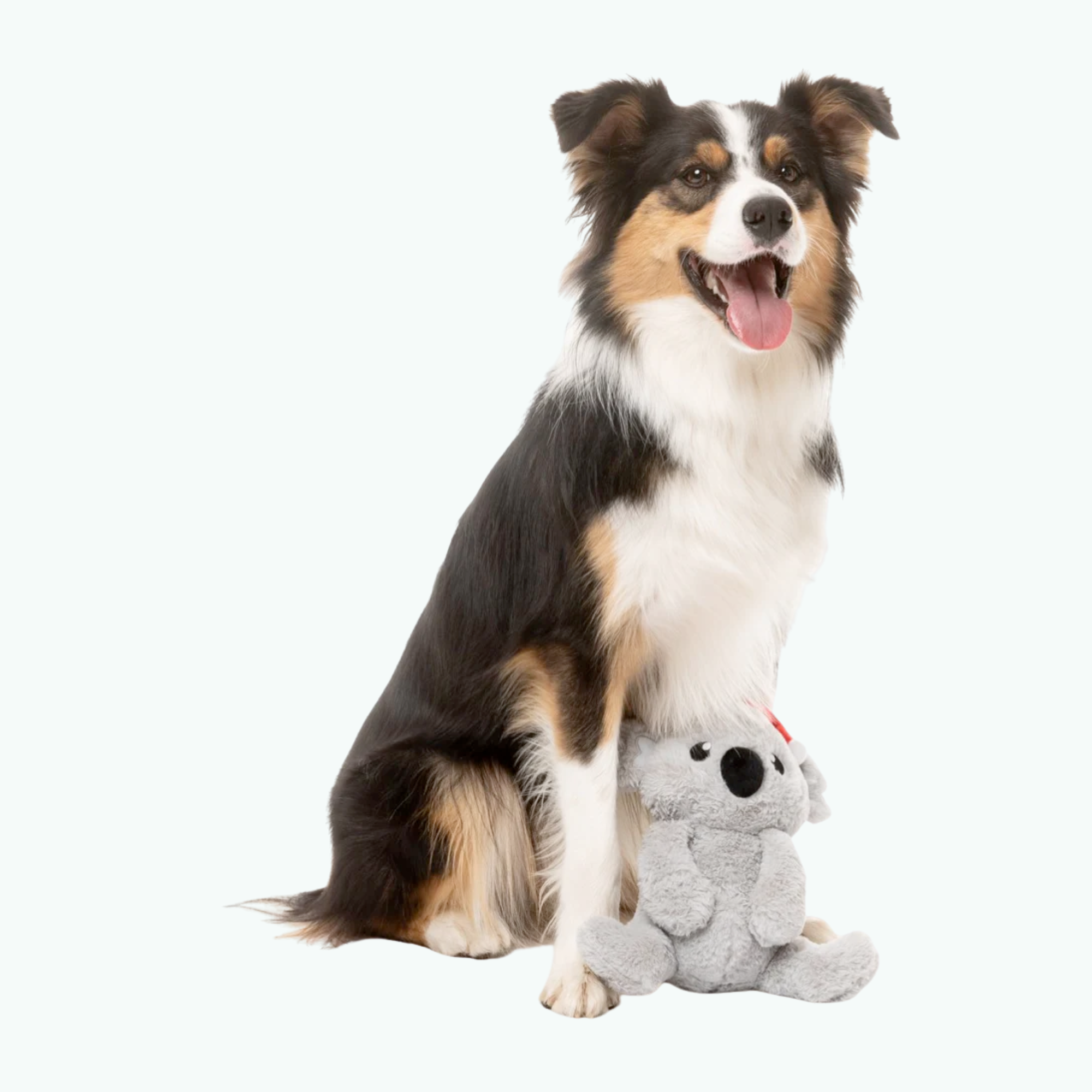 Dog Toy - Coco Koala