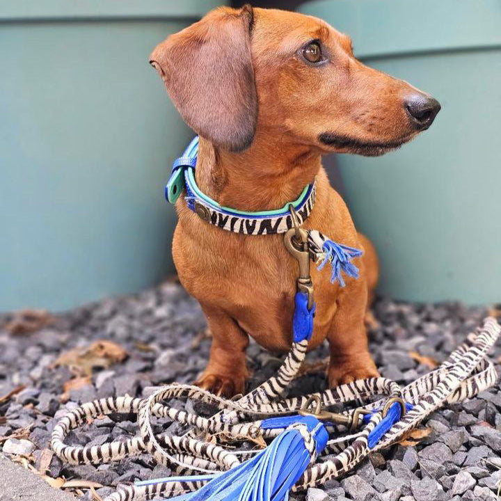 Luxury handmade zebra dog collar - DWAM Dog with a Mission