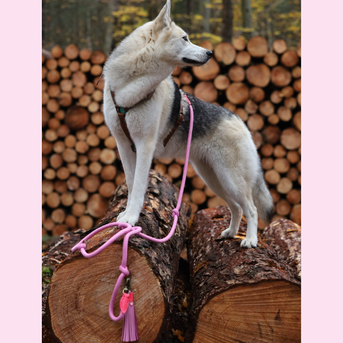 Een stoere hond op boomstammen met de roze Sweety riem van Dog with a Mission; de messing details en roze leren tassel vallen prachtig op in de natuur.