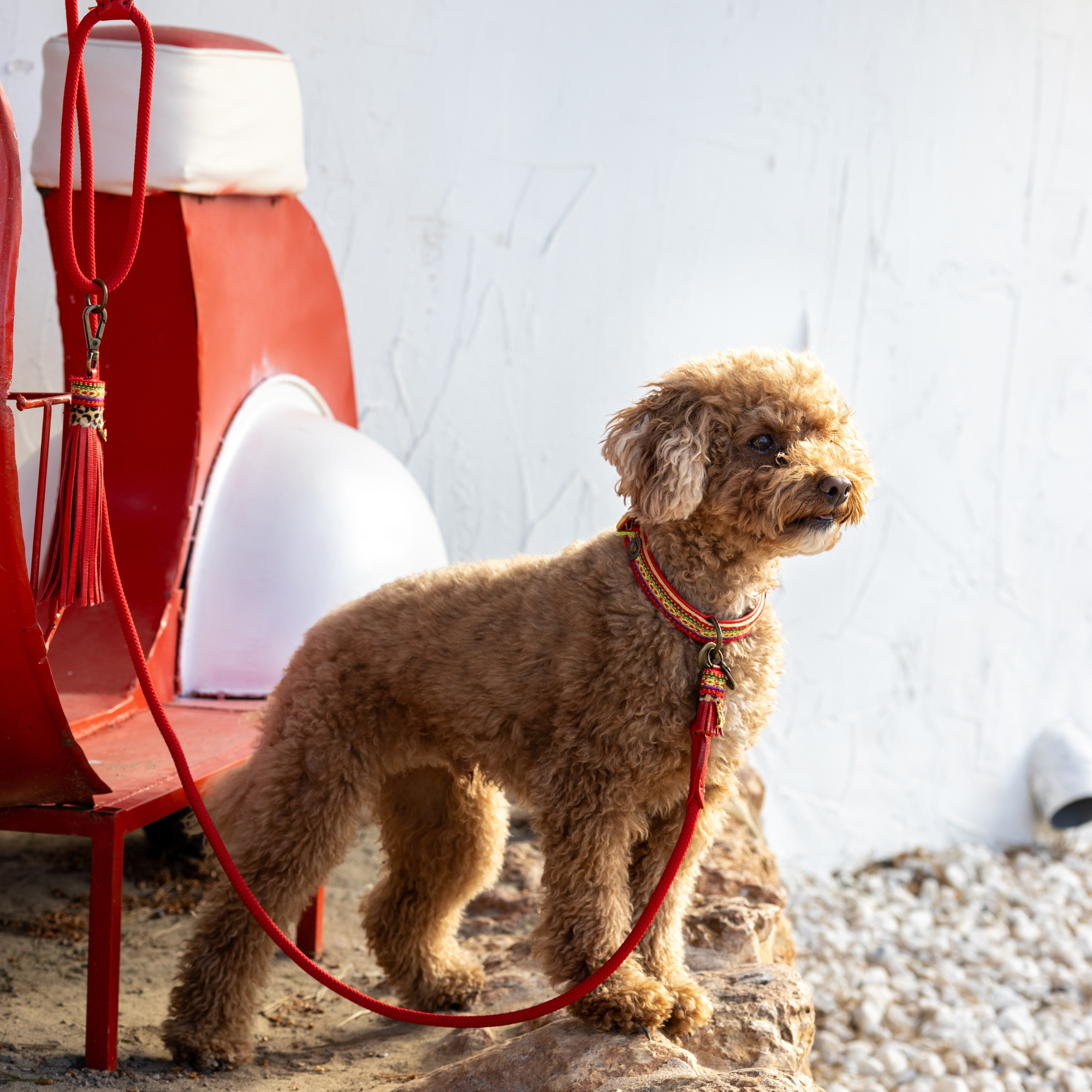 Gypsy Dog Collar S (Neck size 27-33 cm / 2,5 cm)