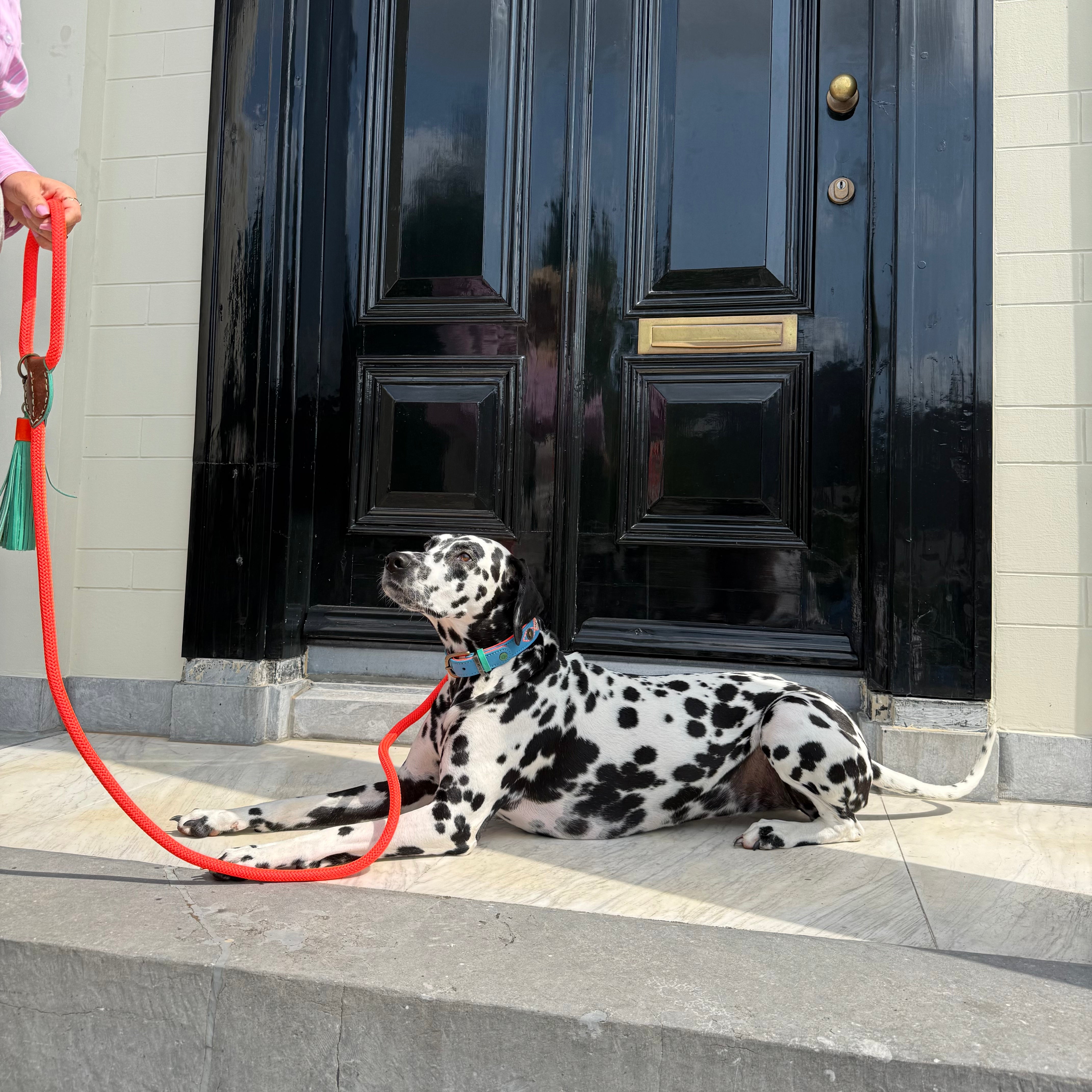 Classic Carrot Cake Hondenriem L (155 cm X 1,4 cm)