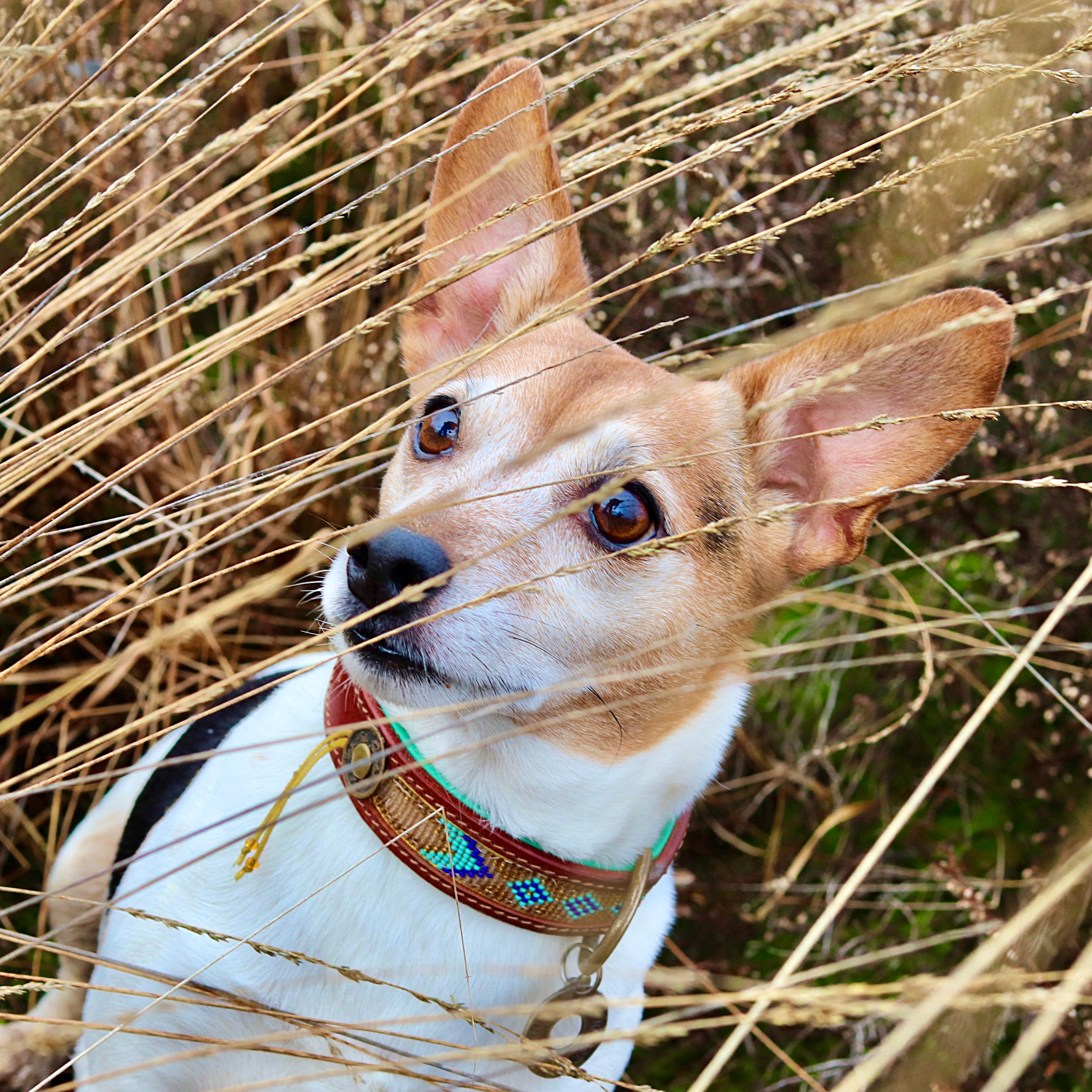 Beads Indi Moon Dog Collar S (Neck Size 27-33 cm / 2,5 cm)