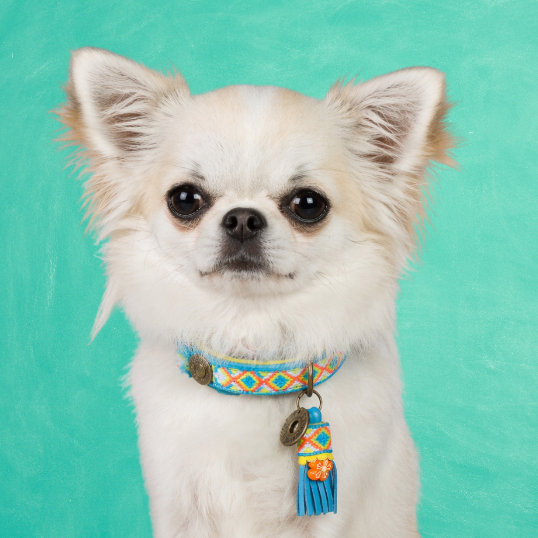 Aloha Hondenhalsband XXS (Halsomvang 22-24 cm / 2 cm)