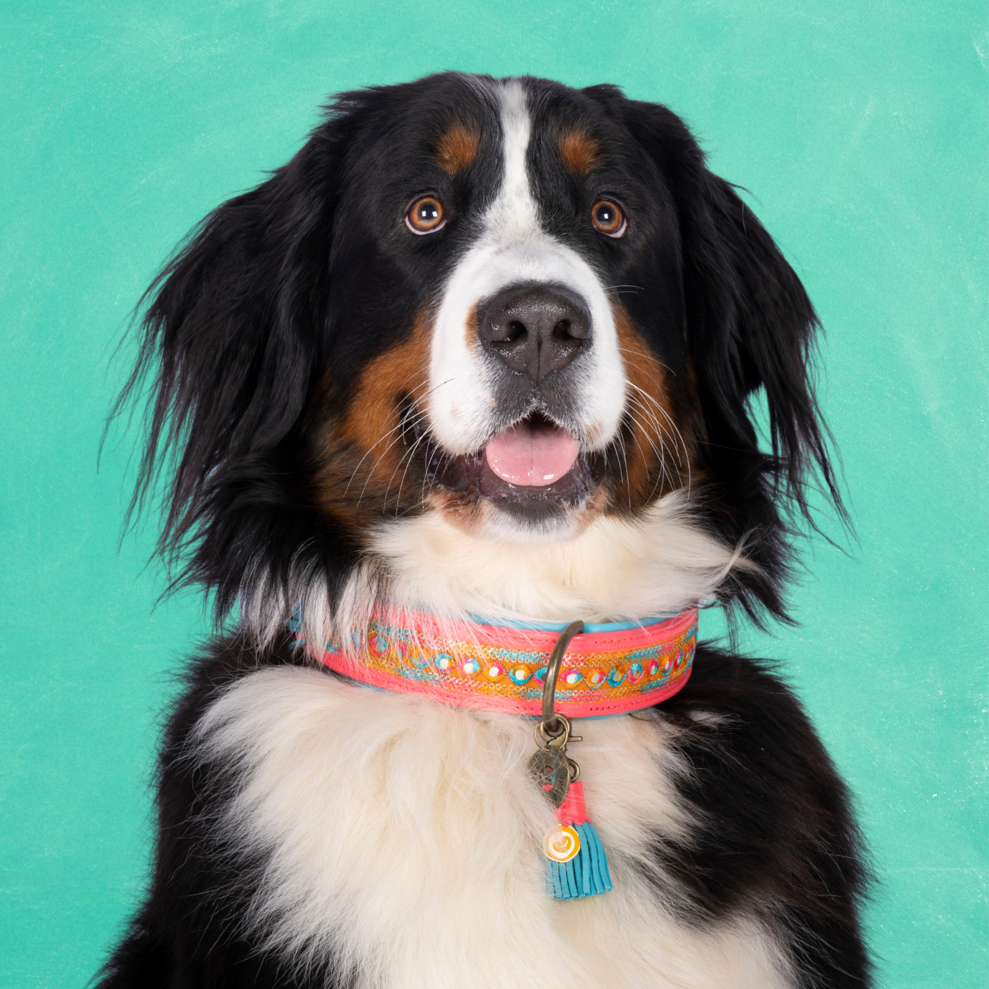 Indian Summer Hondenhalsband XL (Halsomvang 48-57 cm / 4 cm)