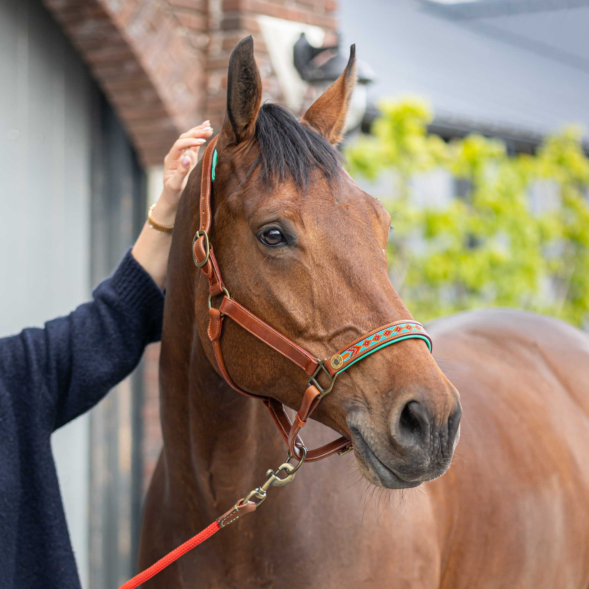 Woman petting chestnut horse wearing DWAM Paddy Lee buffalo leather halter with turquoise and red woven noseband, red lead rope, close-up outdoor setting
