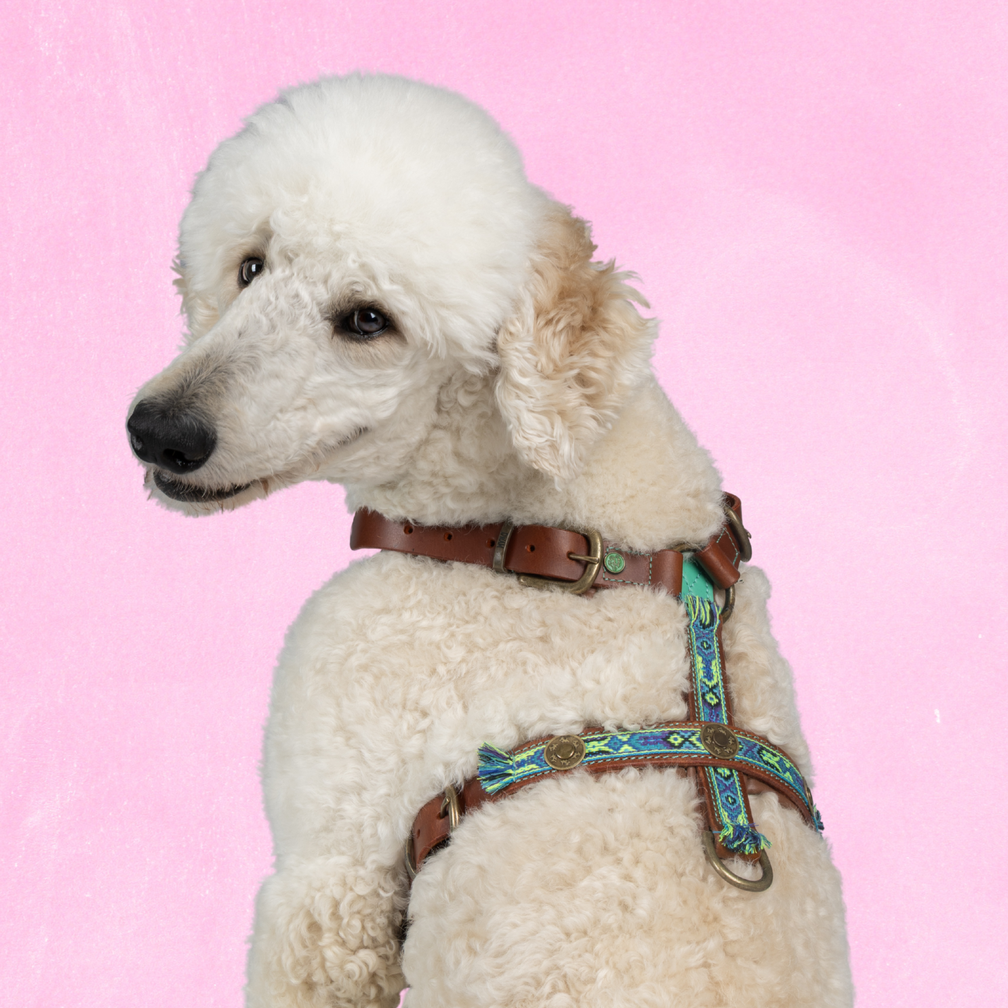 Leren hondentuigje in bruin met blauw van Dog with a Mission