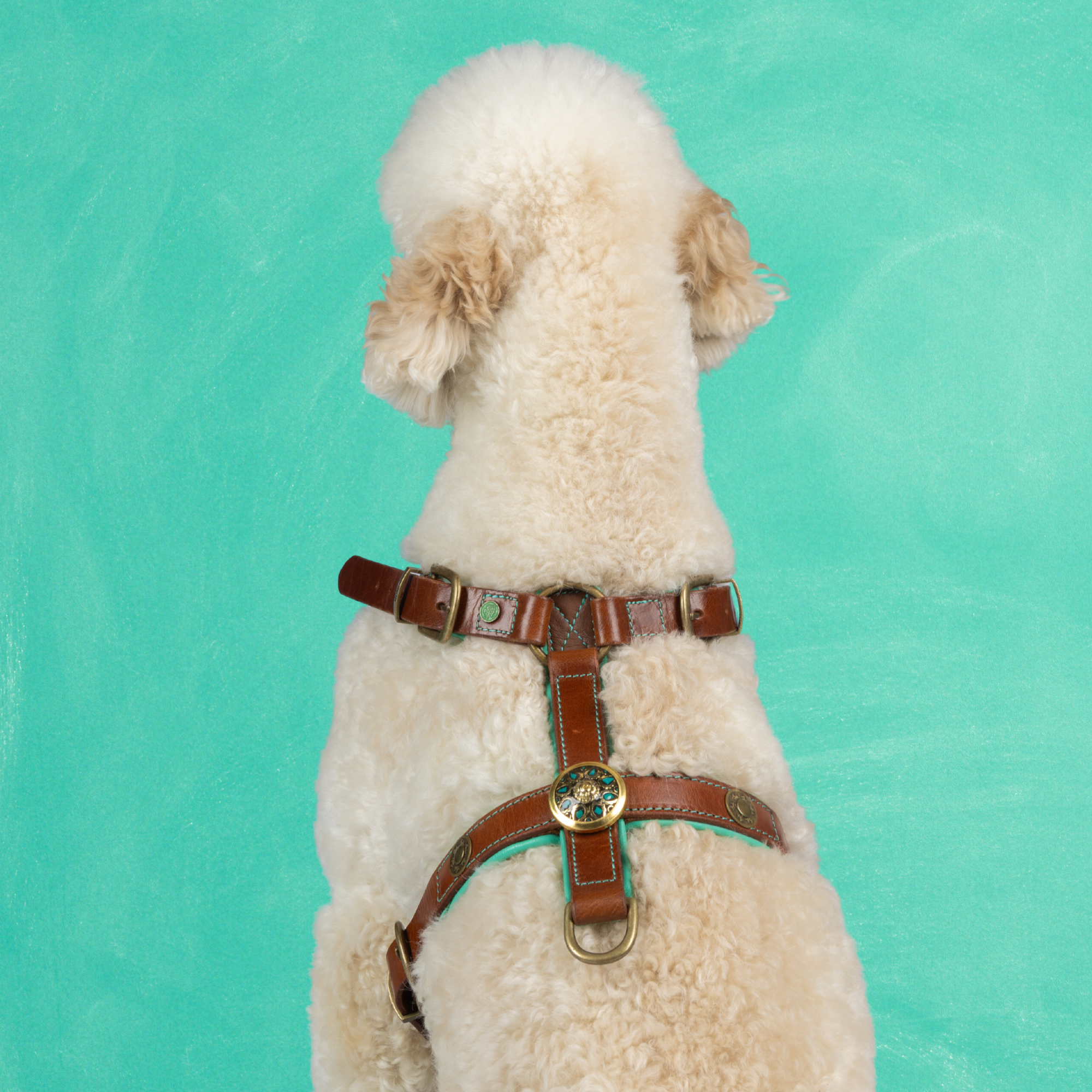 Leren hondentuigje in bruin met turquoise en gouden medaillon van Dog with a Mission