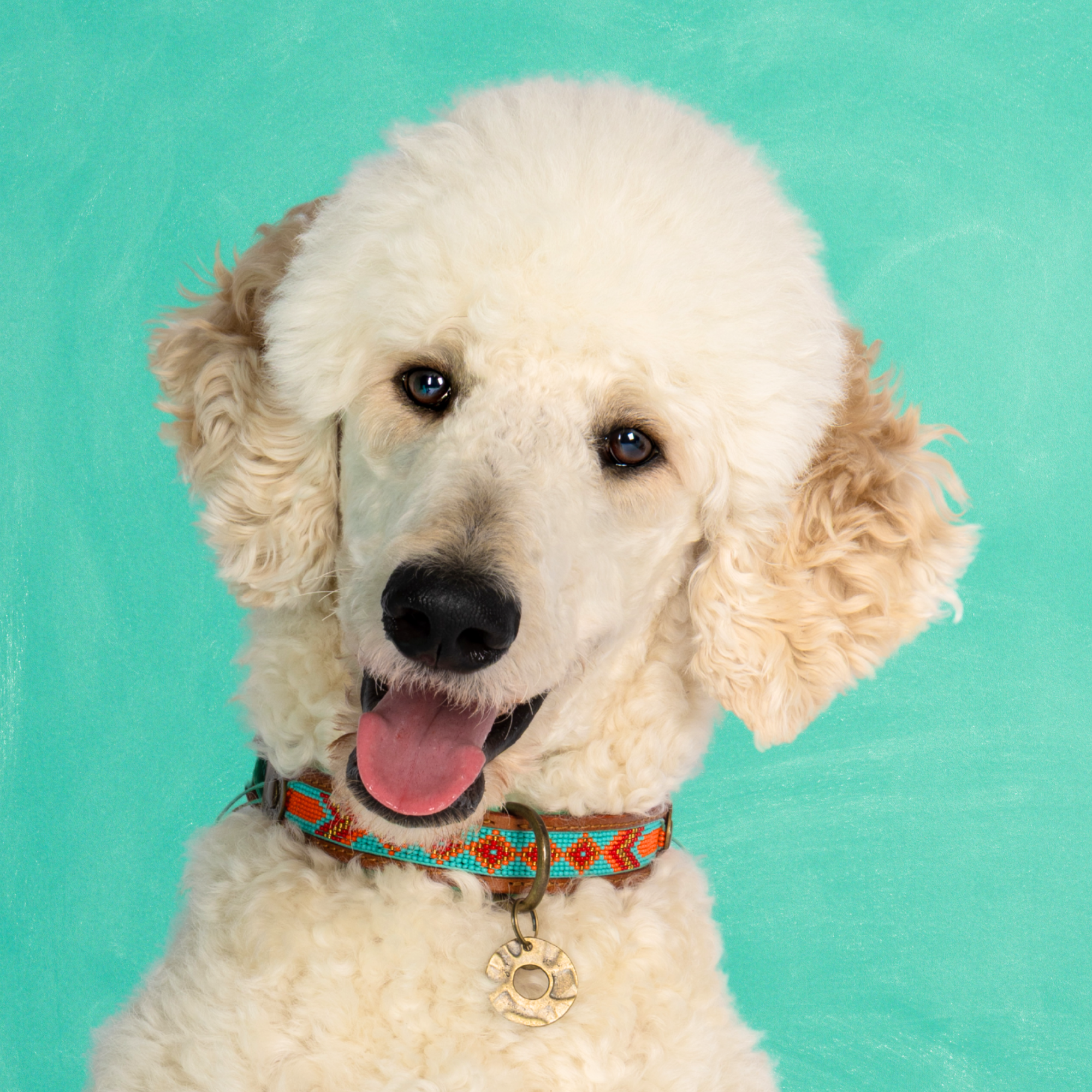 Leren hondenhalsband in blauw met oranje details van Dog with a Mission